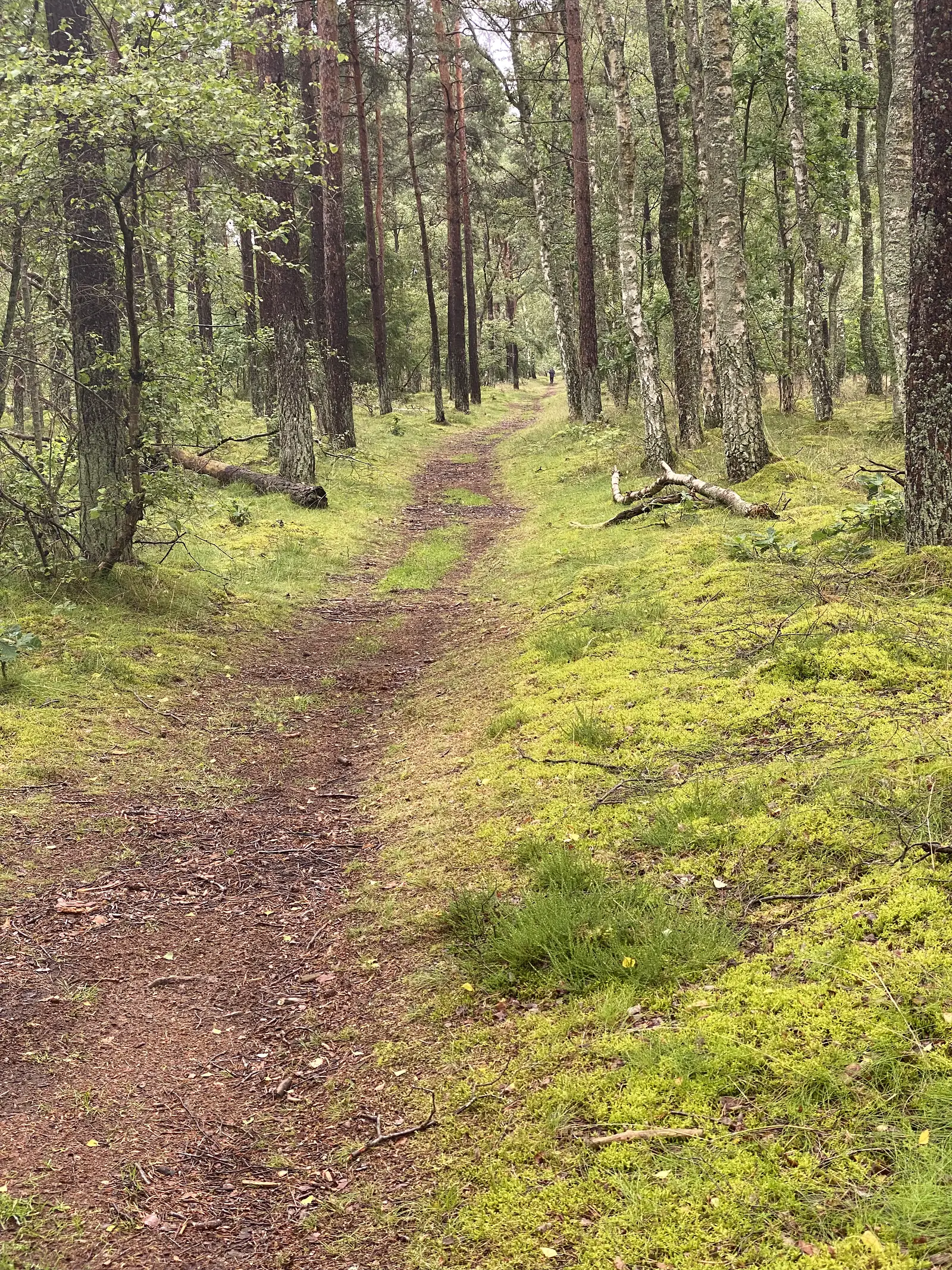 A narrow earth path winding through mossy pine and birch woodland, with a distant figure at the far end.