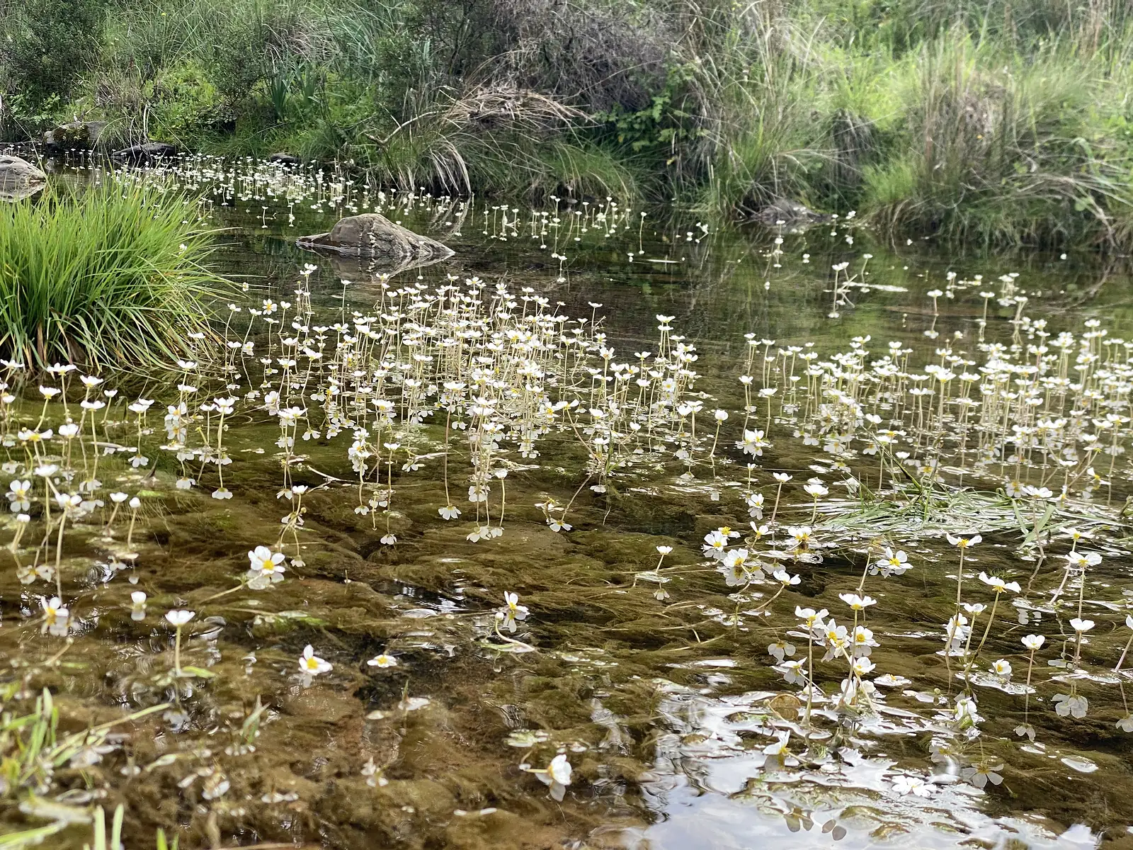 Clear shallow stream carpeted with white water-crowfoot flowers standing above the surface, tussocks of grass along both banks.