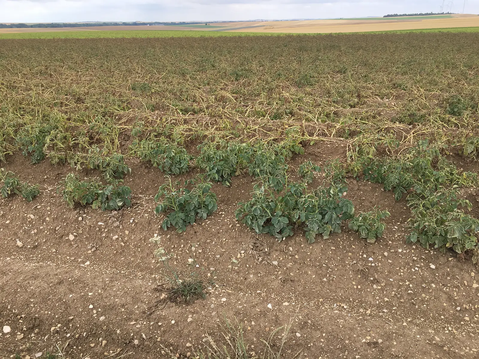 Rows of potato plants with wilting, yellowing foliage stretch across a field, with greener rows visible in the distance.