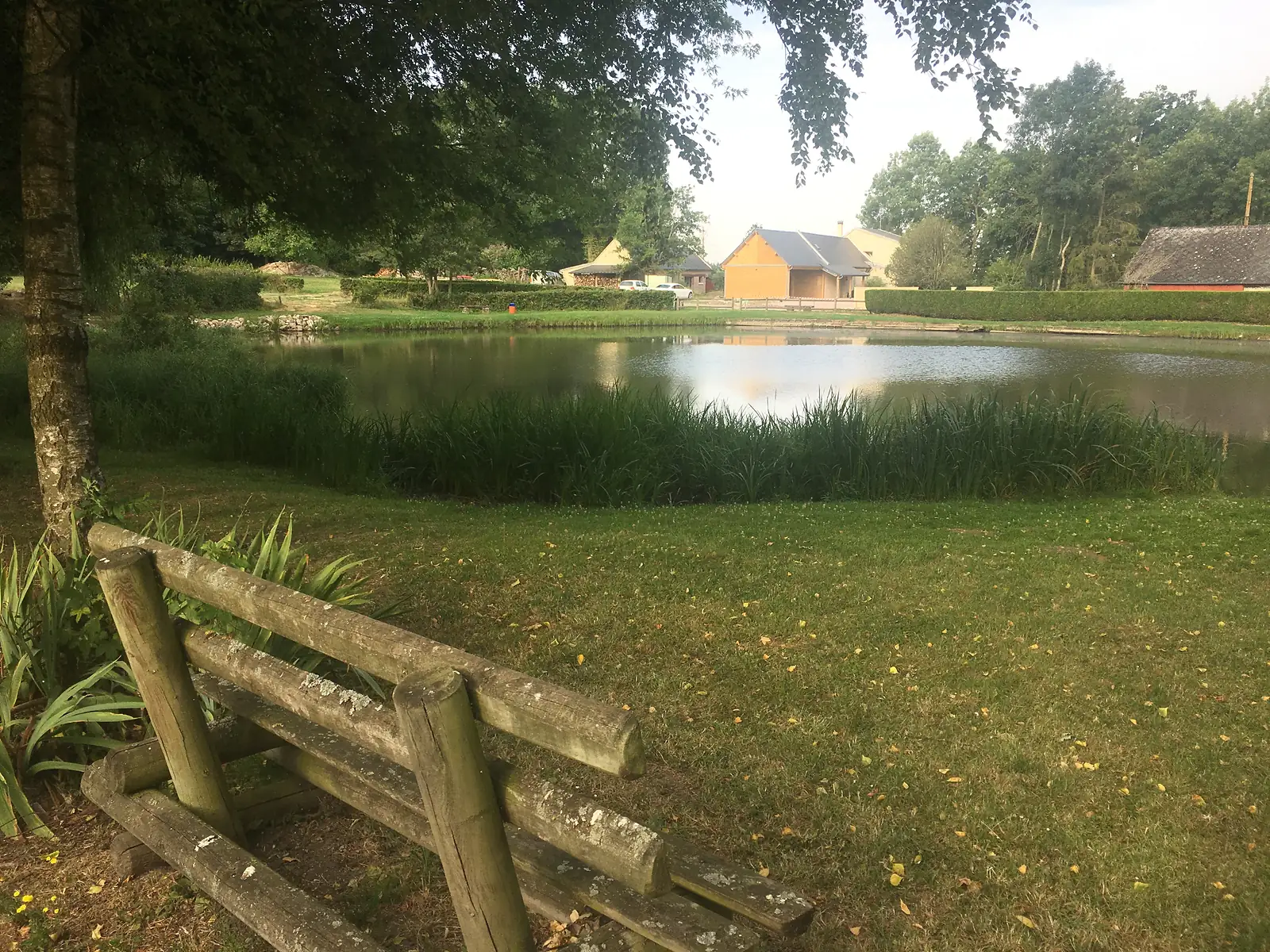 A weathered wooden bench beneath a tree overlooks a still pond fringed with reeds, with a cluster of houses visible on the far bank.