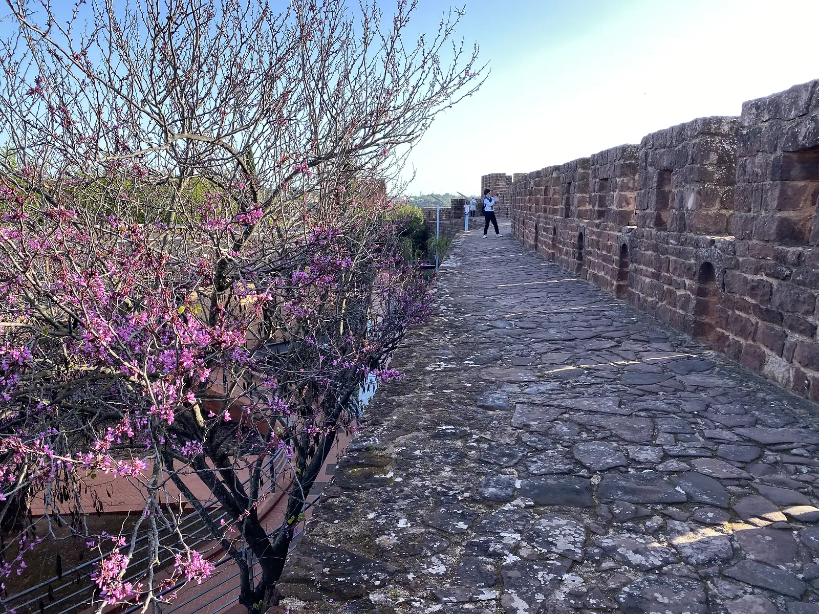 Stone-flagged walkway running along the top of a castle's red sandstone battlements, a Judas tree in full purple blossom overhanging the parapet on the left and a visitor photographing the view further along.