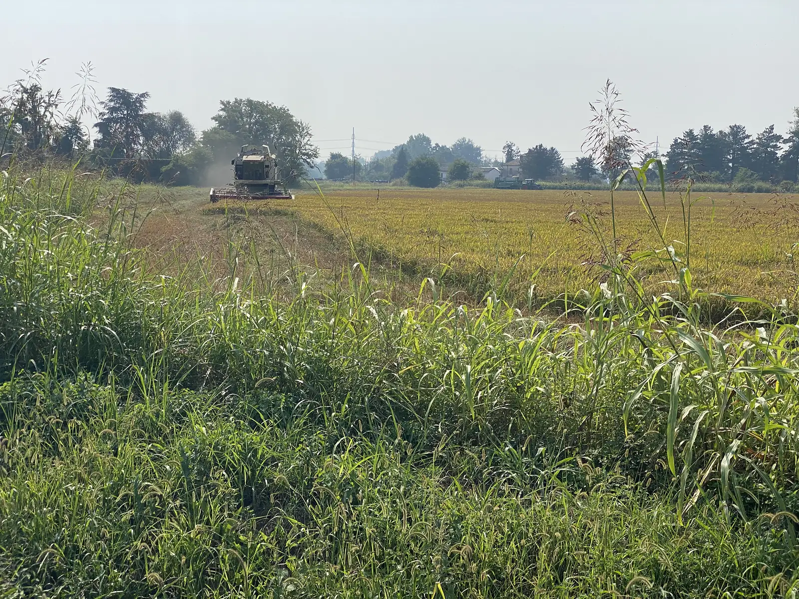 A combine harvester works a golden field of rice, throwing up dust, seen from behind tall roadside grasses.