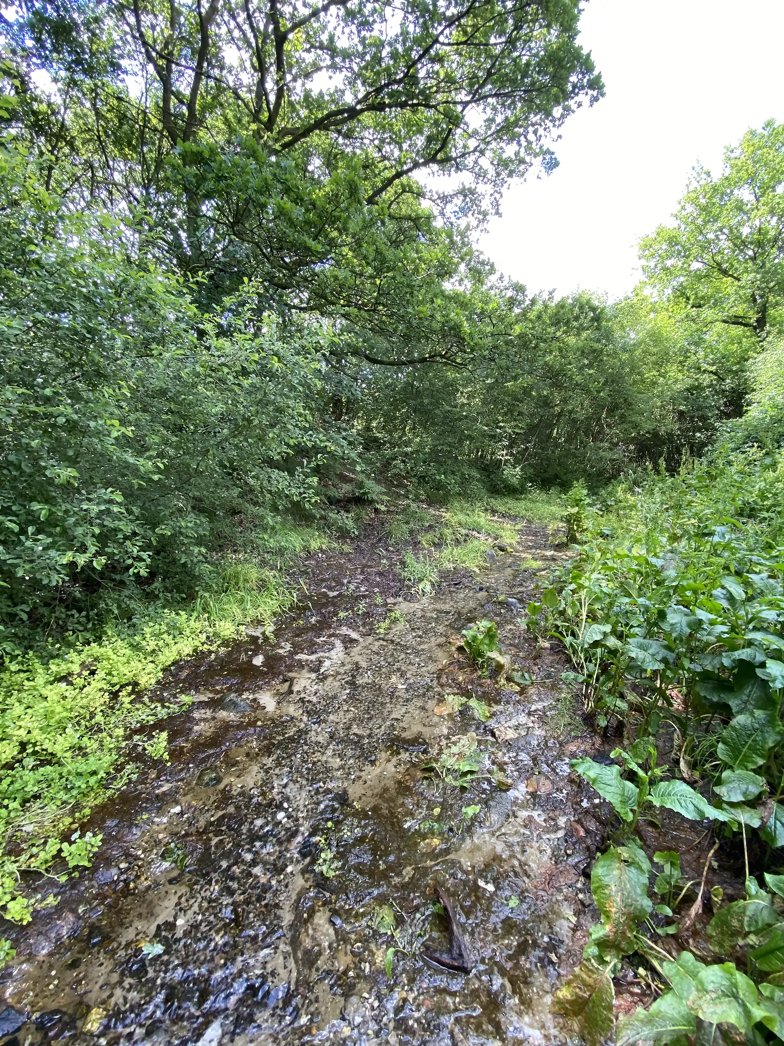 A stony woodland track running with a stream of water between overgrown banks and oaks.
