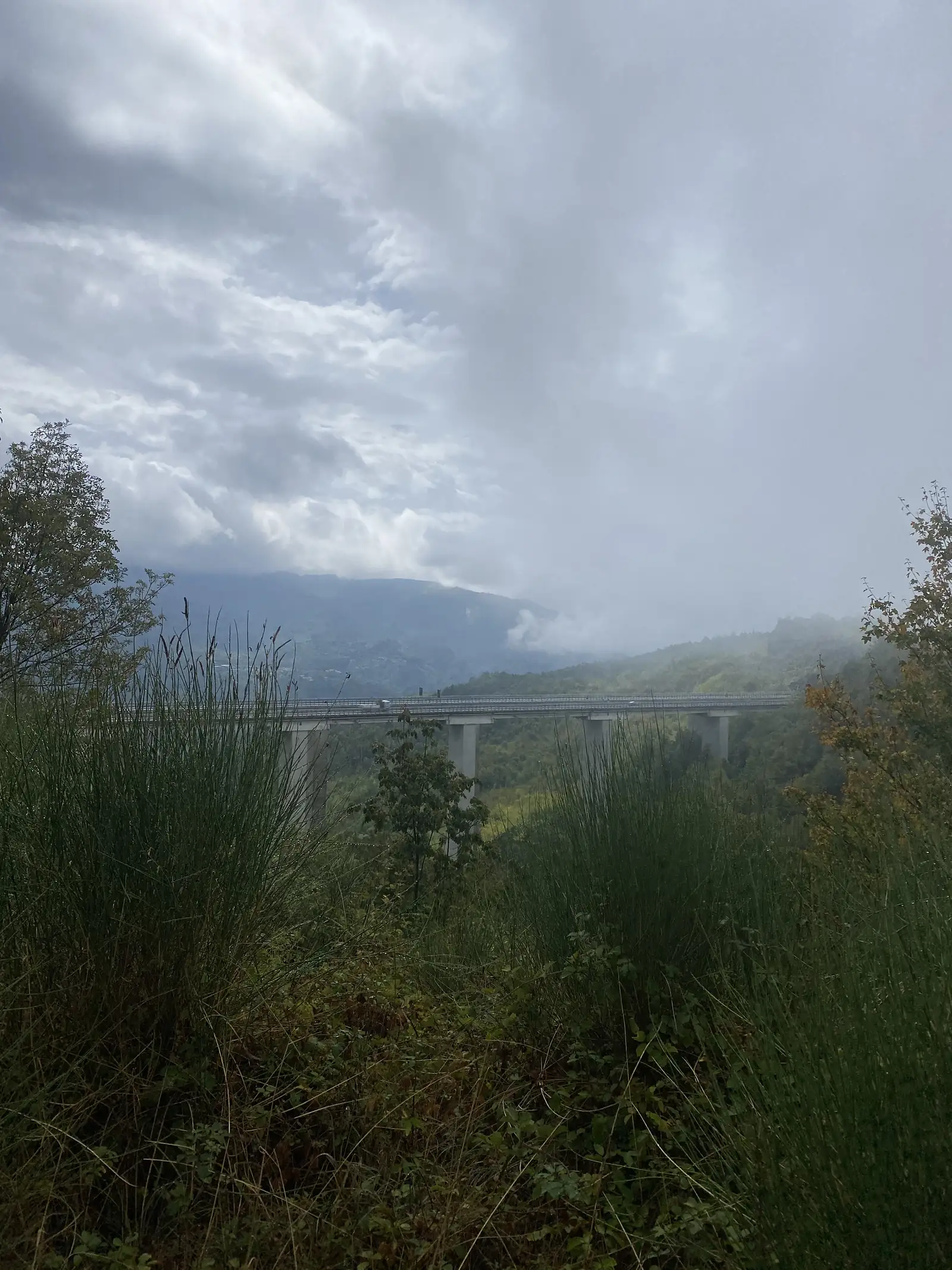 A long girder viaduct crosses a wooded valley beneath a partly cloudy sky, seen from tall grass at the trackside.