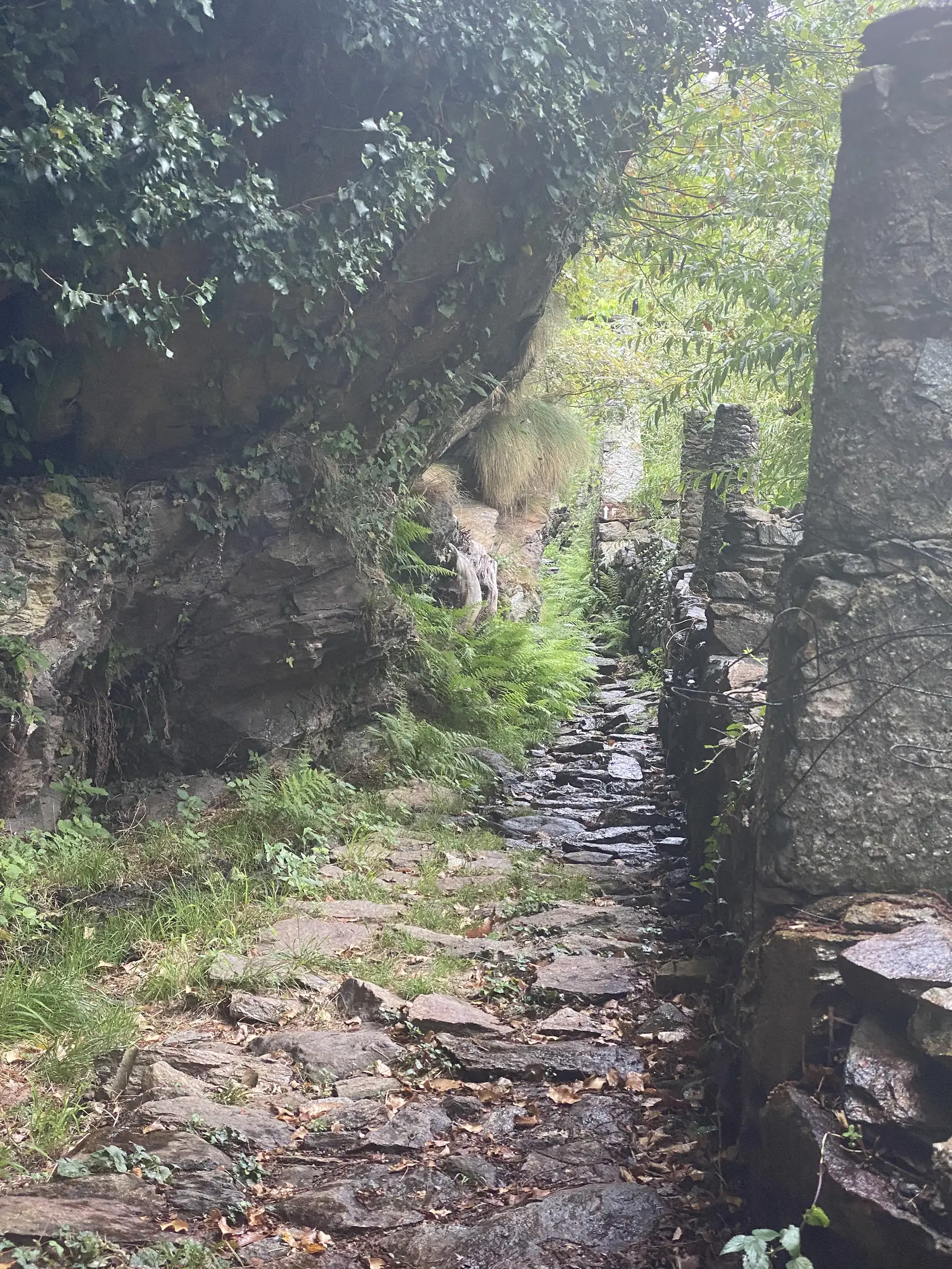 A narrow, water-slicked stone stairway runs between an ivy-draped rock overhang and a dry-stone wall on a wooded hillside path.