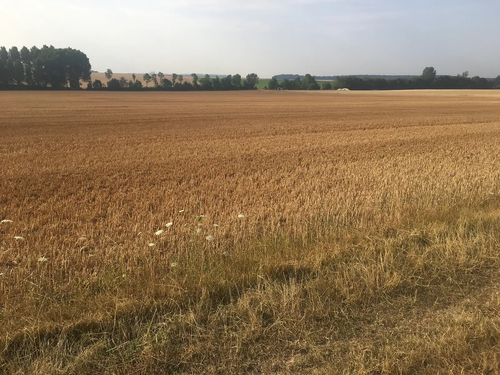 A wide stubble field studded with white wildflowers stretches towards a distant tree line under a hazy sky.