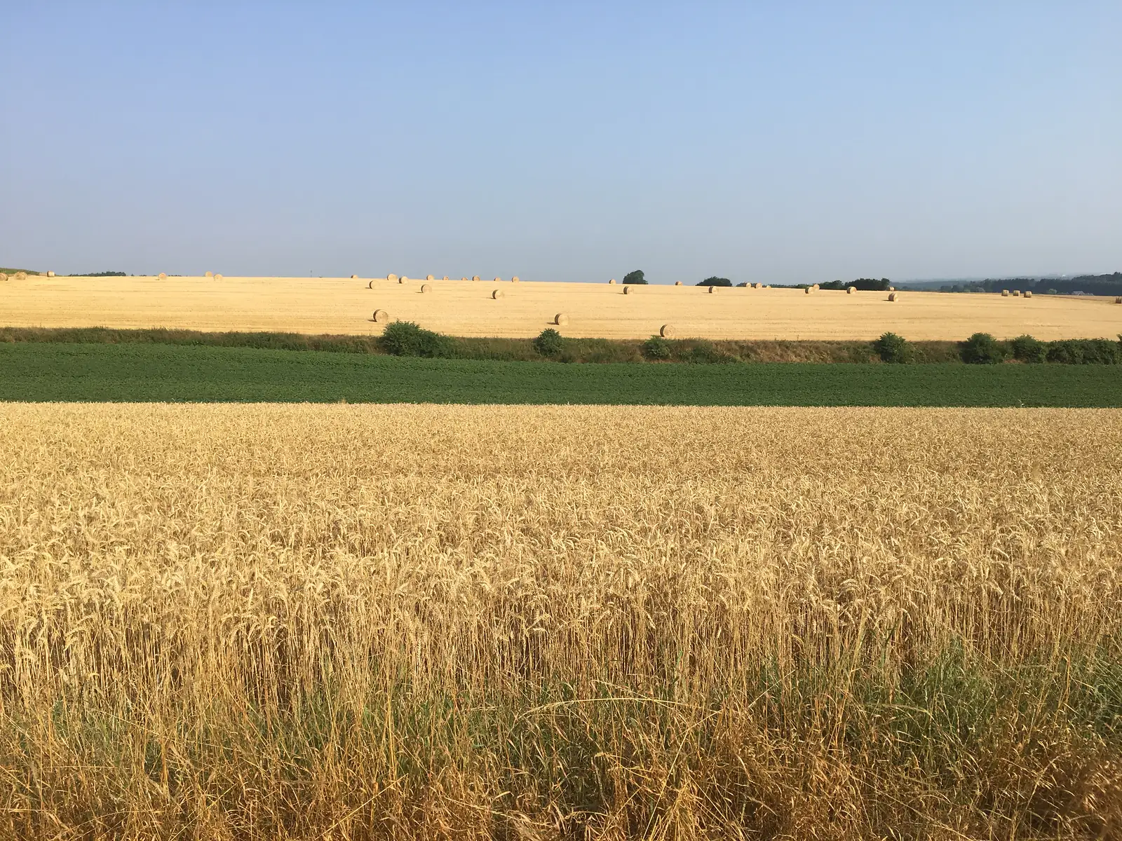 Ripe golden wheat in the foreground giving way to a green strip of crop and a harvested field dotted with round straw bales under a hazy sky.