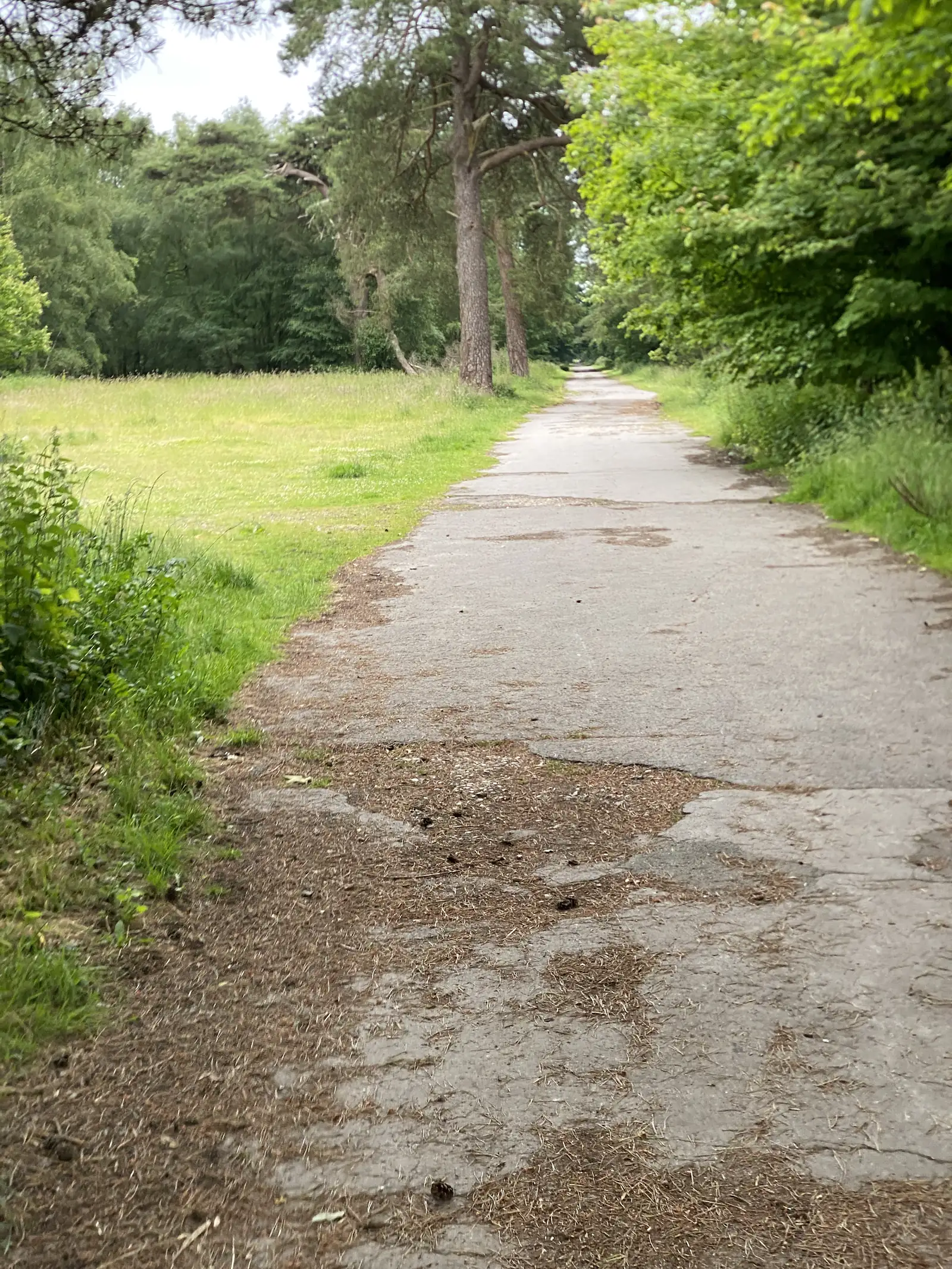 A cracked and patched tarmac lane running away beside a mown meadow under Scots pines.