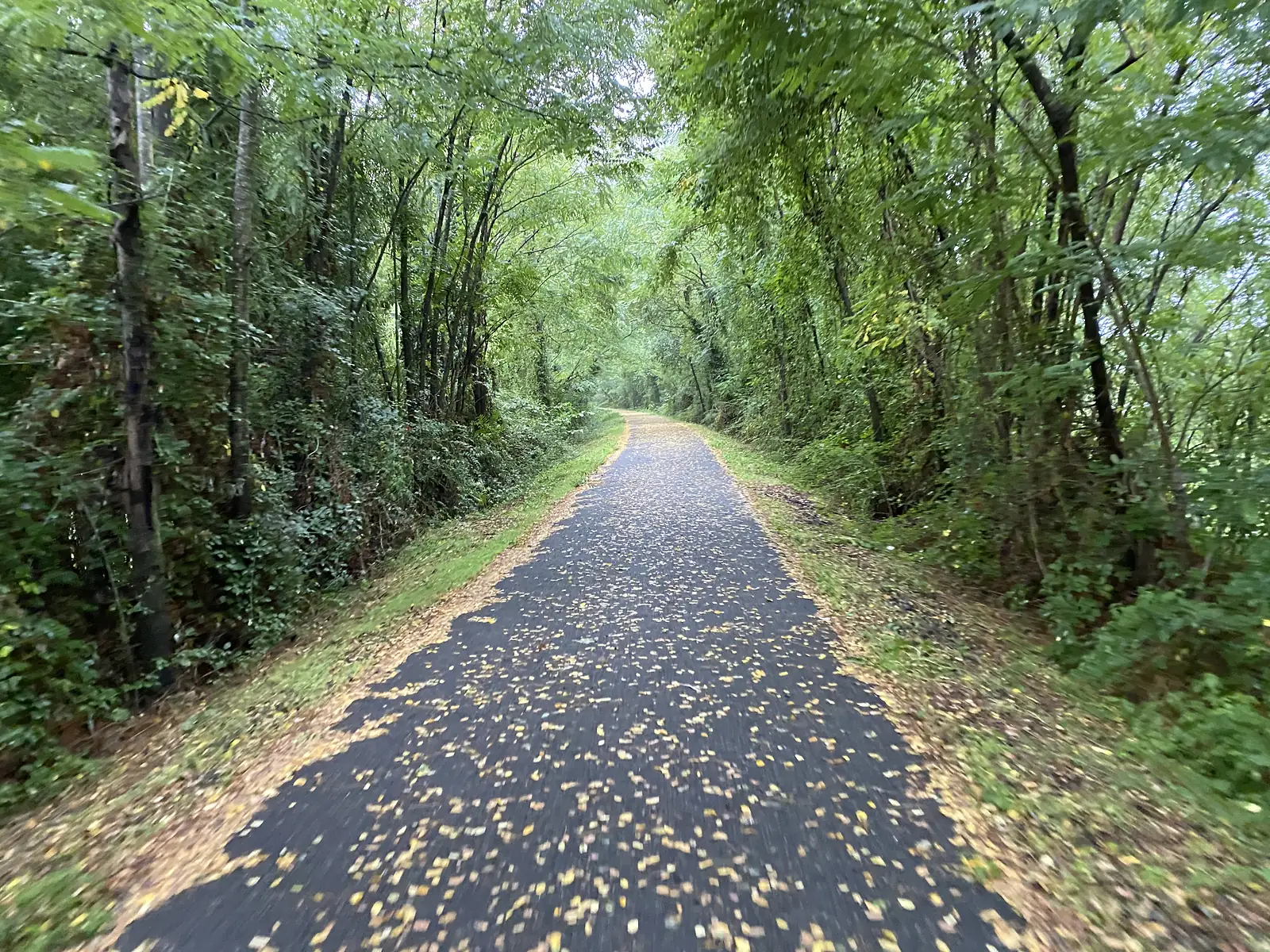 A tarmac cycle path scattered with fallen leaves runs straight ahead through a tunnel of overhanging trees.