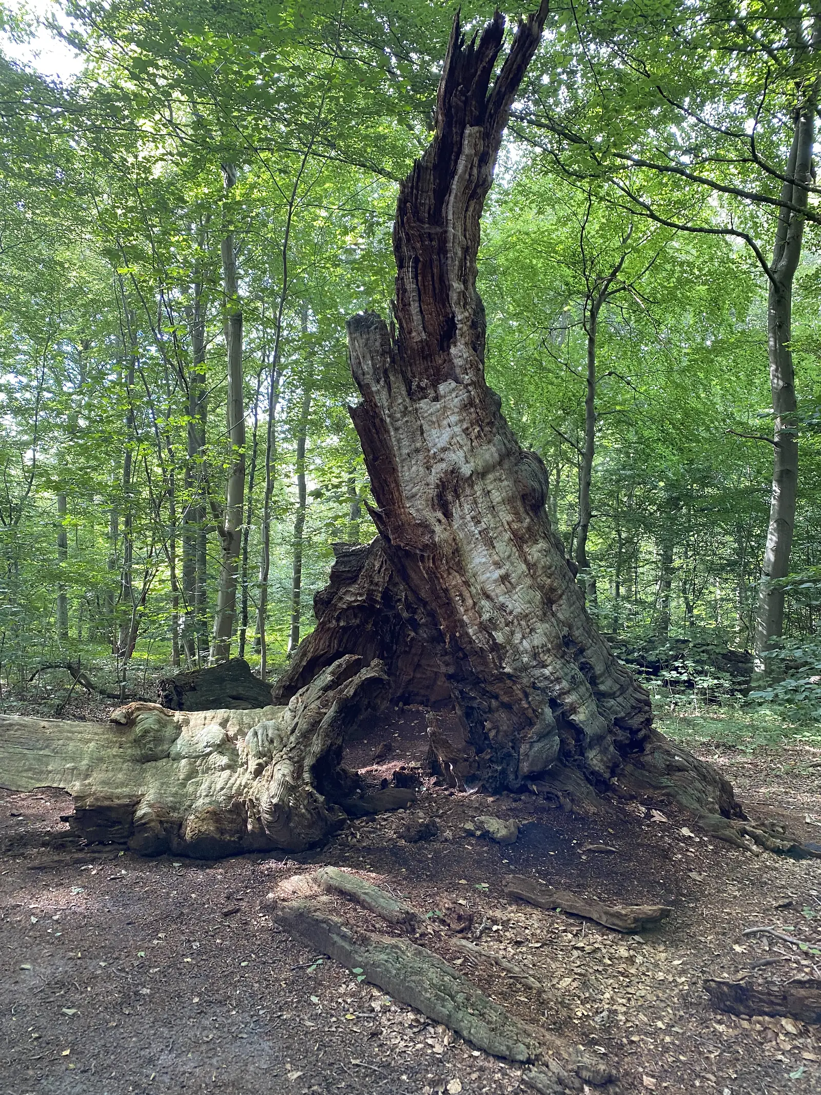The split, weathered trunk of an ancient tree standing among young beeches beside the trail.