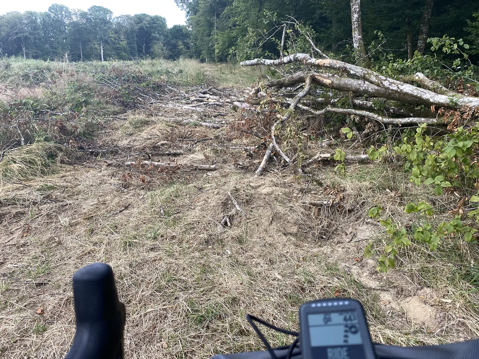 A pile of felled branches and logs lies heaped across a woodland clearing, cut trunks stacked at the treeline beyond.