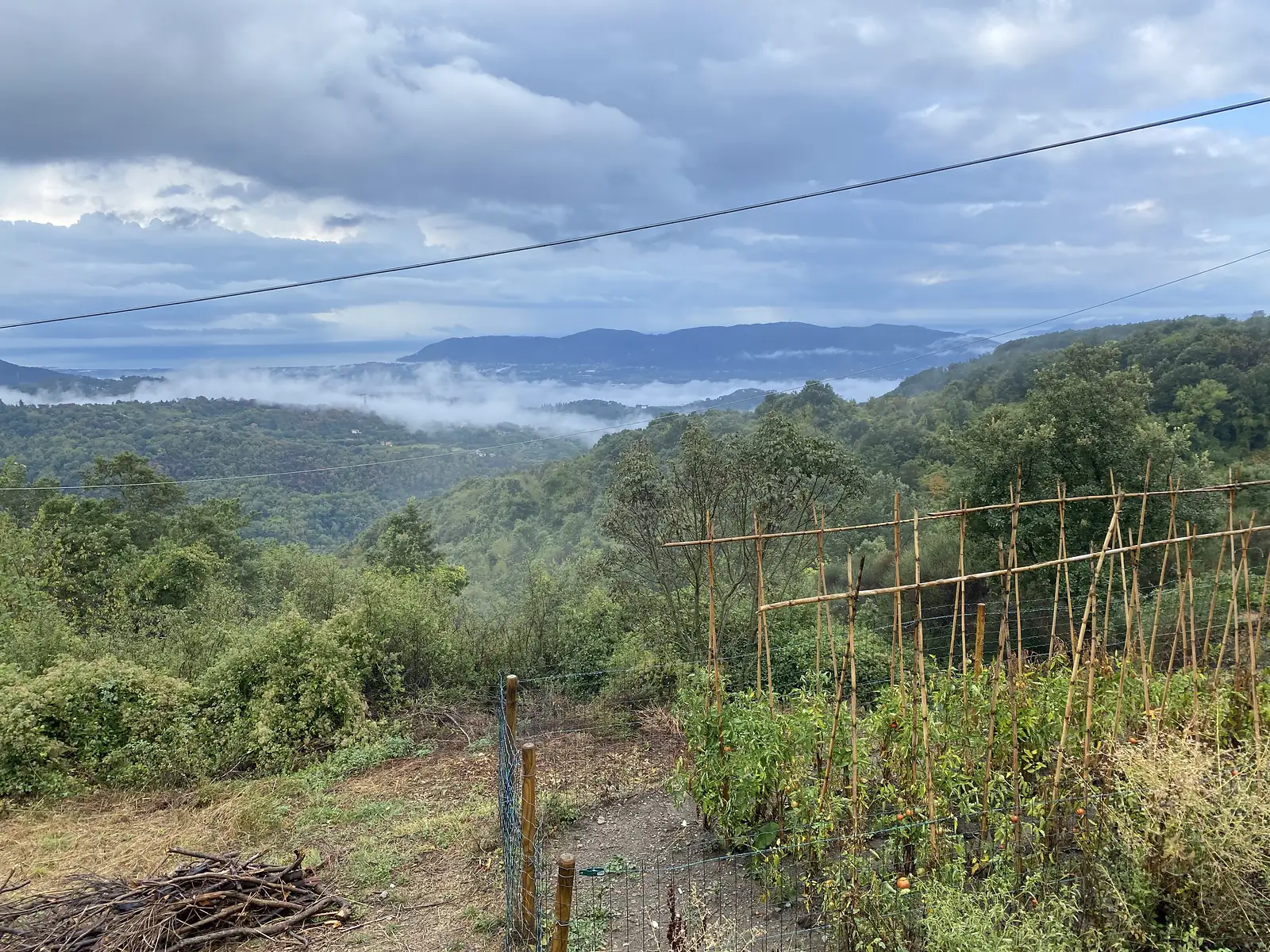 Tomato plants staked with bamboo canes behind a wire fence on a hillside smallholding, with cloud lying in a forested valley and the coast faintly visible beyond.