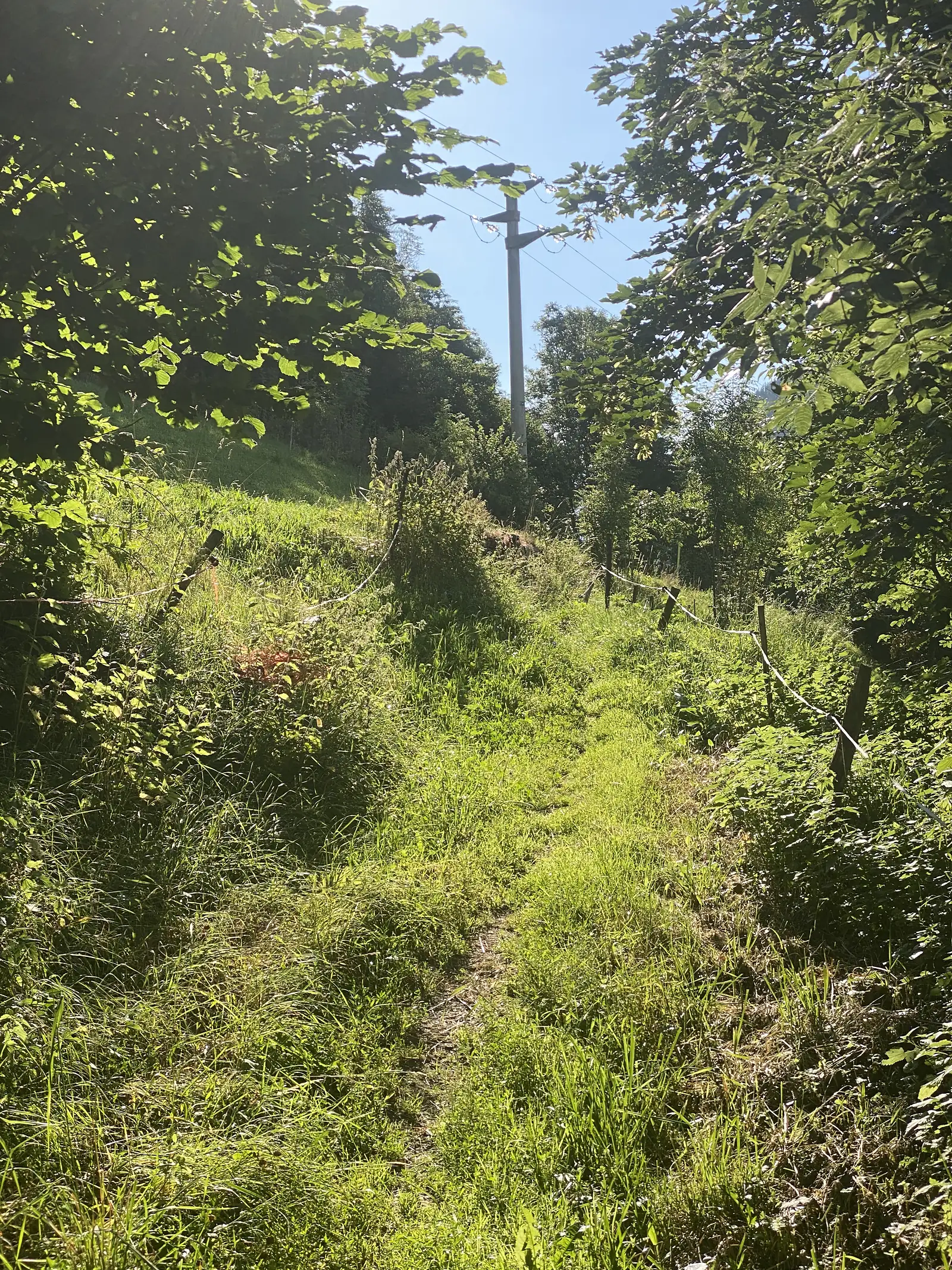 A narrow grass path climbs between hedgerows and a wire-strung fence toward a wooden power pole silhouetted against blue sky.