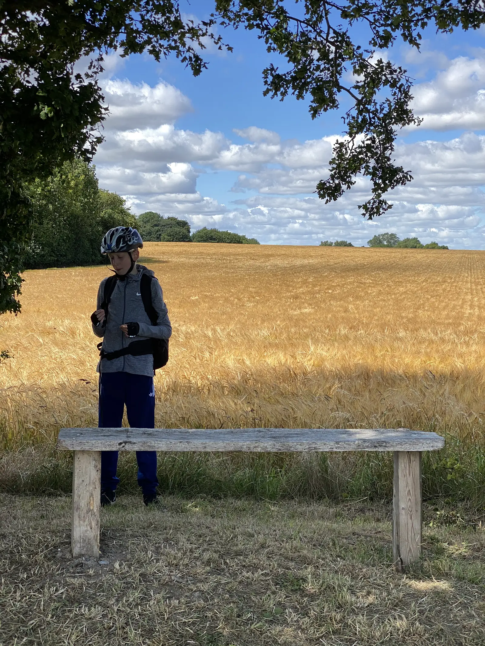 A child in a cycling helmet standing behind a split-log bench at the edge of a ripe barley field under an oak.