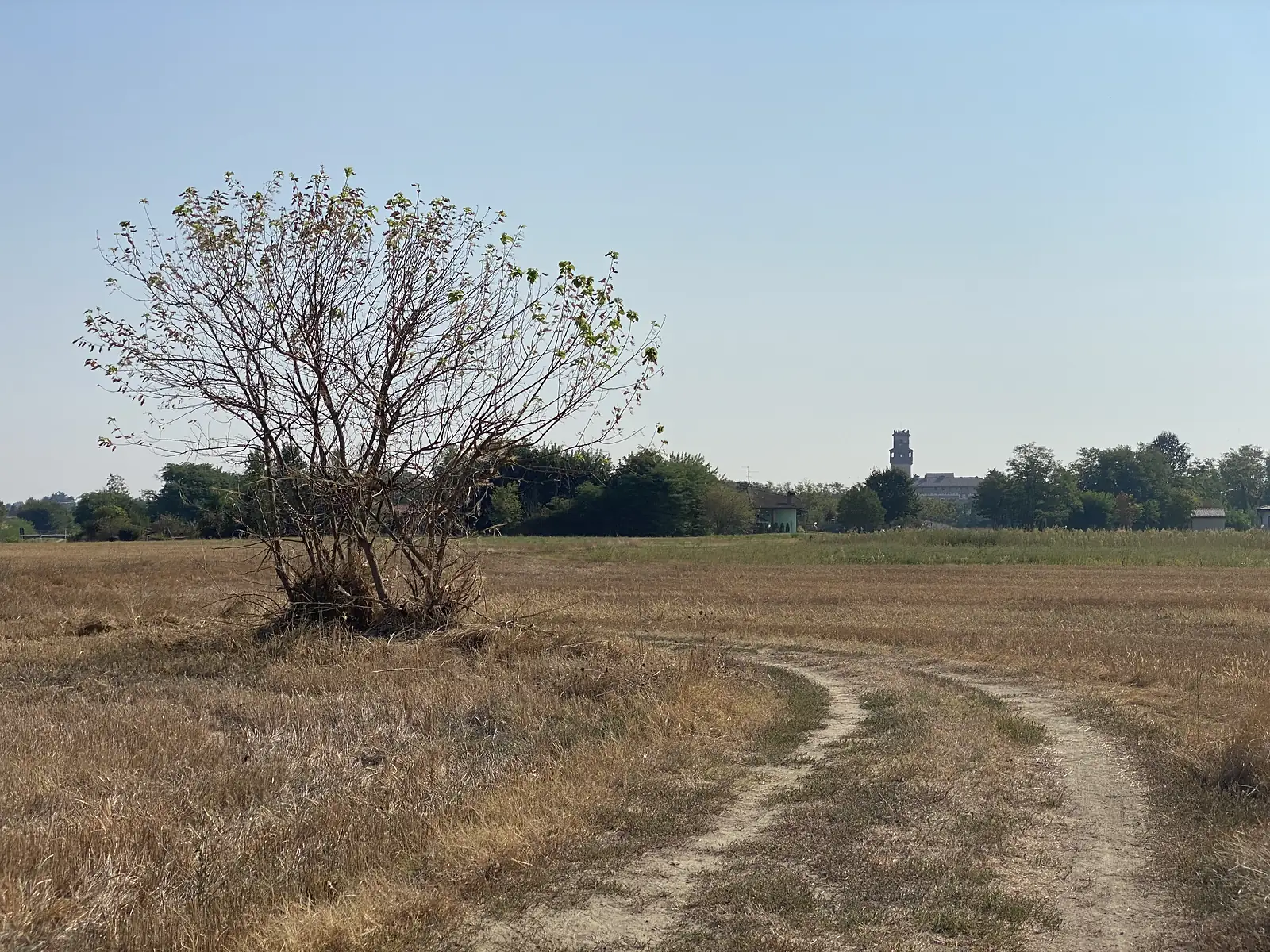 A bare shrub stands beside a winding dirt track through a dry stubble field, with a church clock tower visible above rooftops in the distance.