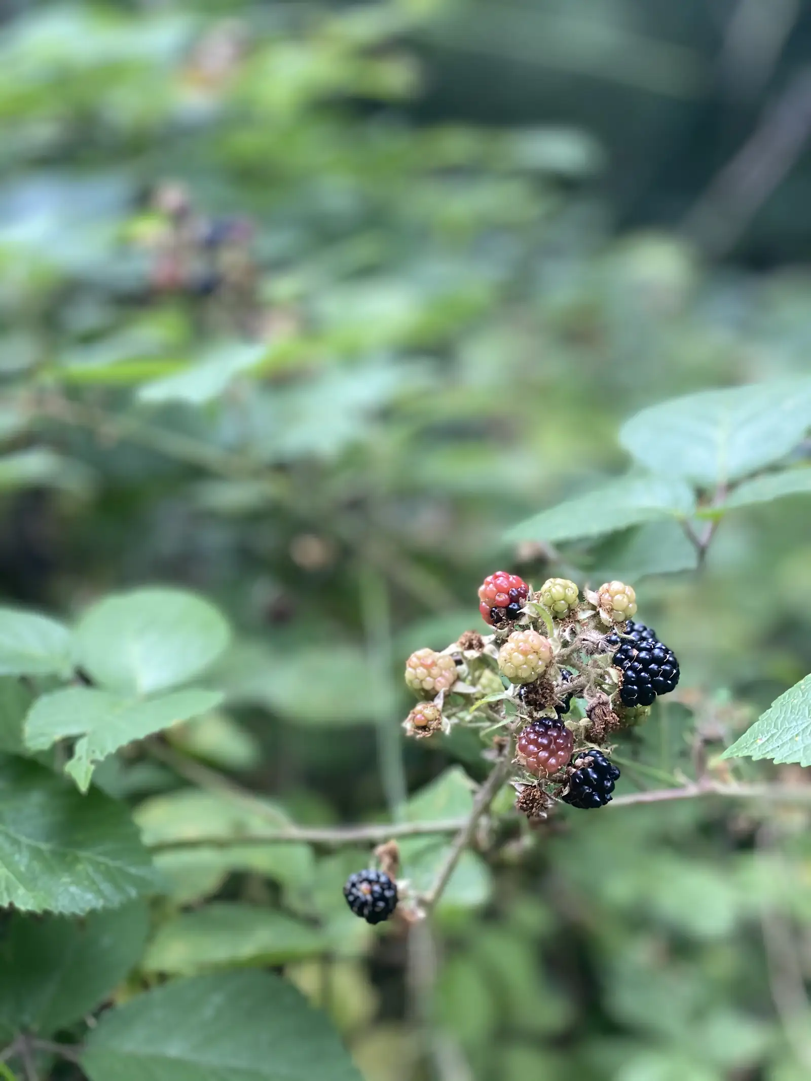 A close-up cluster of wild blackberries ripening from red to black hangs from a bramble stem against a blurred green background.