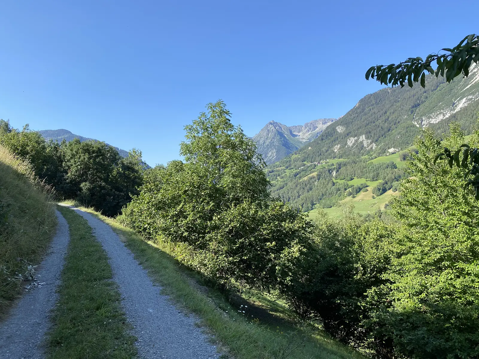 A gravel track climbing along a hillside above a valley, with a rocky, partly snow-covered mountain range visible through the trees.