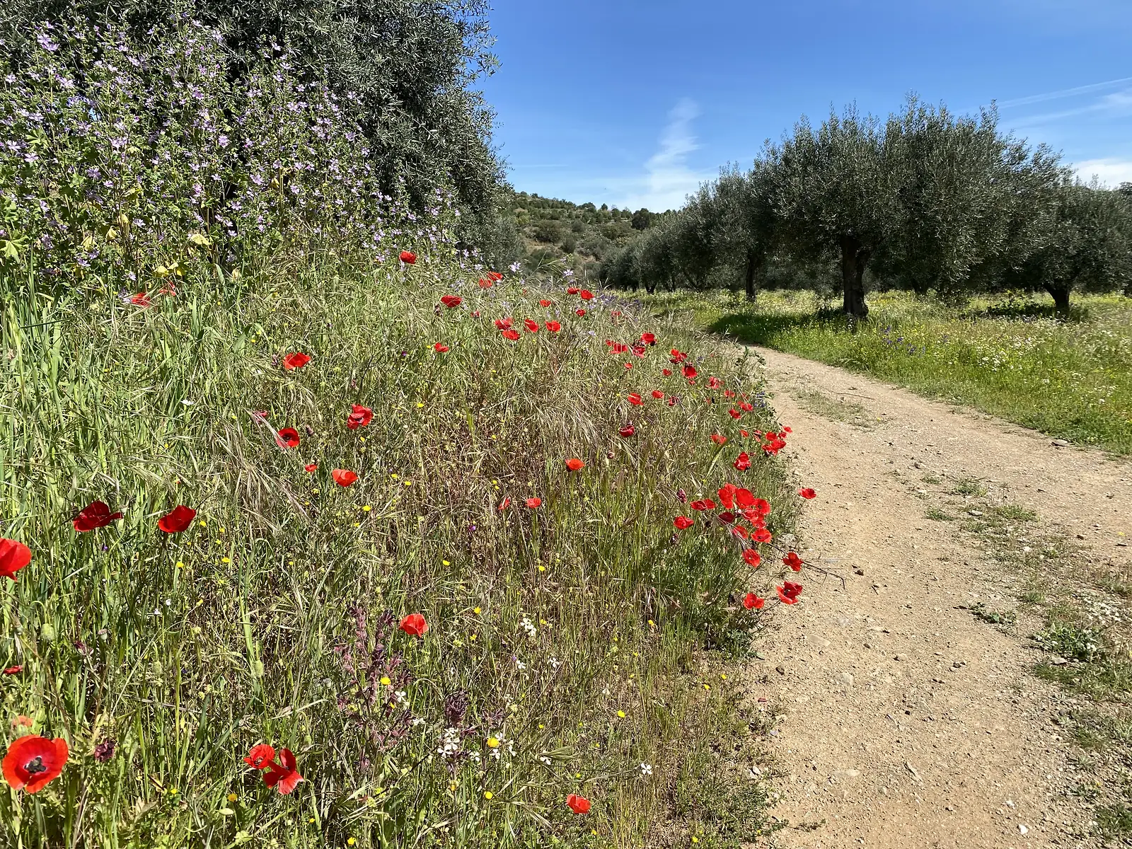 A stony farm track running between a bank of red poppies and mauve wildflowers and a hillside olive grove under a clear blue sky.
