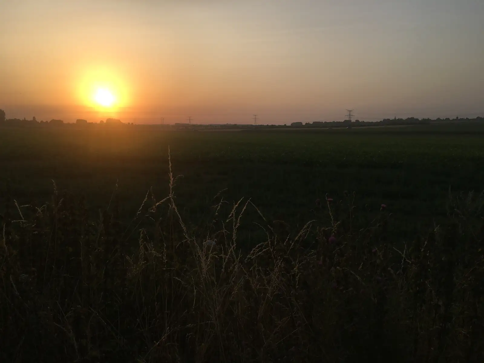 The sun setting orange over flat farmland near electricity pylons, seen through tall grass and thistles at the field edge.