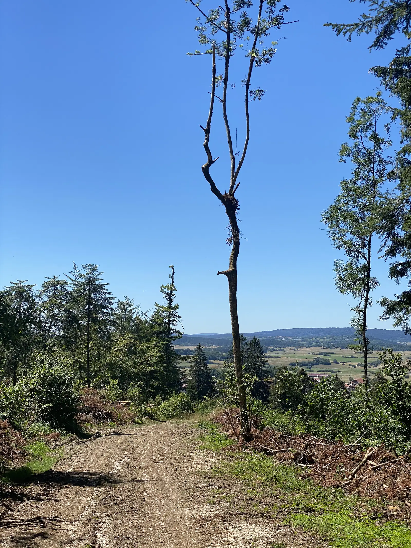 A bare, branching dead sapling stands starkly against a clear blue sky at the edge of a forest track overlooking a patchwork valley.