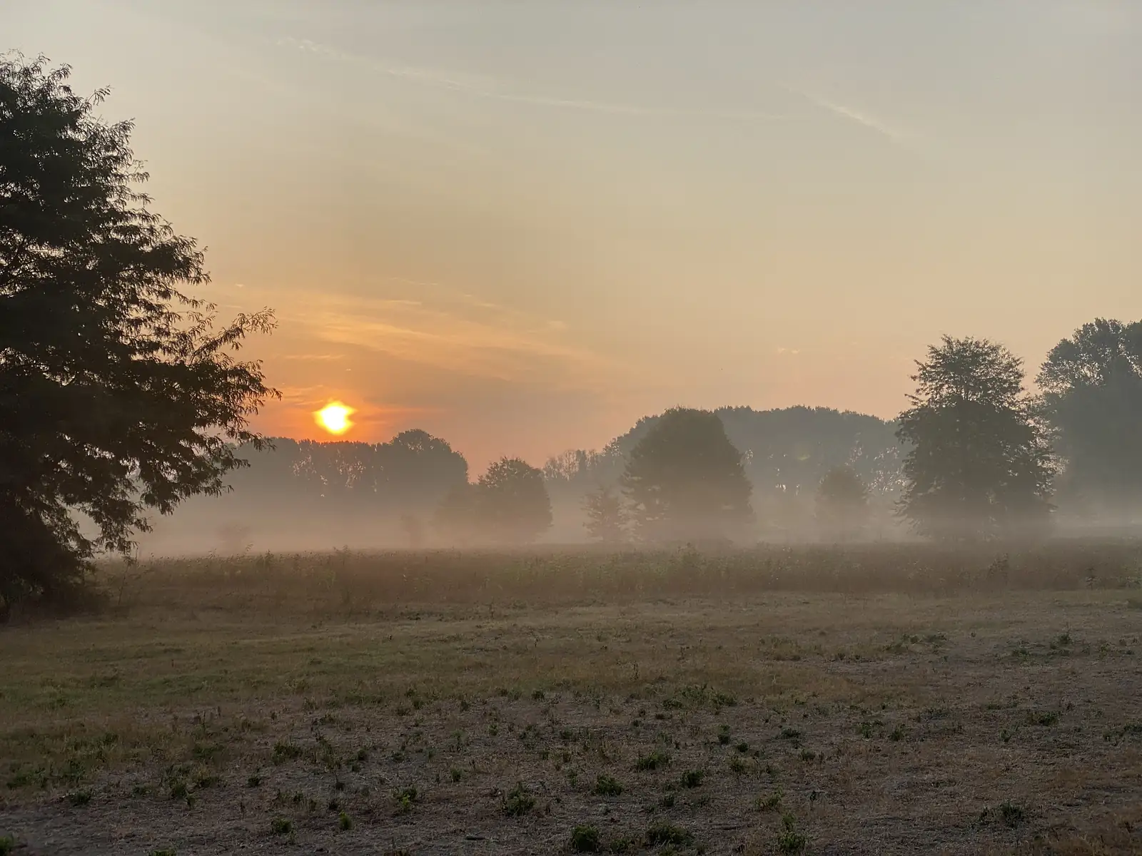 A large dark tree stands at the edge of a misty field at sunrise, with more trees silhouetted along the horizon as the sun glows through them.