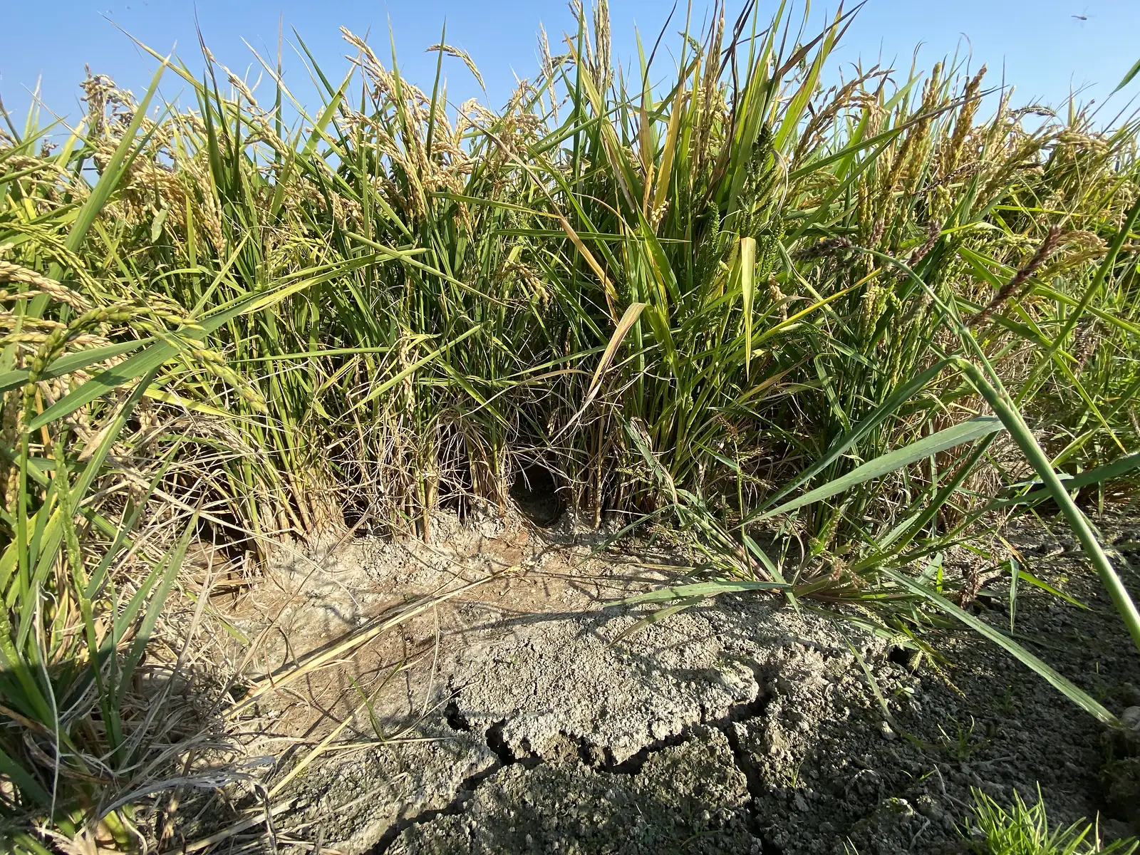 Close-up of golden rice stalks heavy with grain, growing from cracked, sun-baked mud.