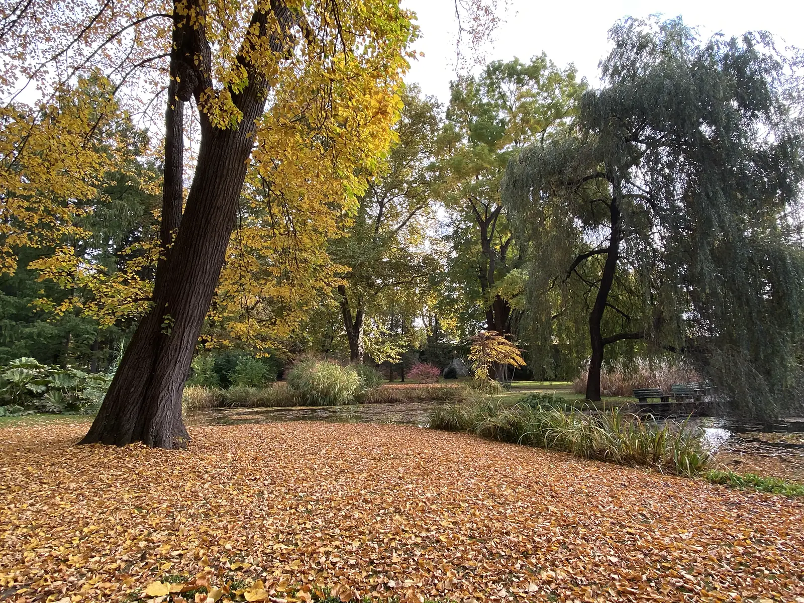 A carpet of fallen autumn leaves covers the ground beneath a large tree beside a park pond fringed with willows.