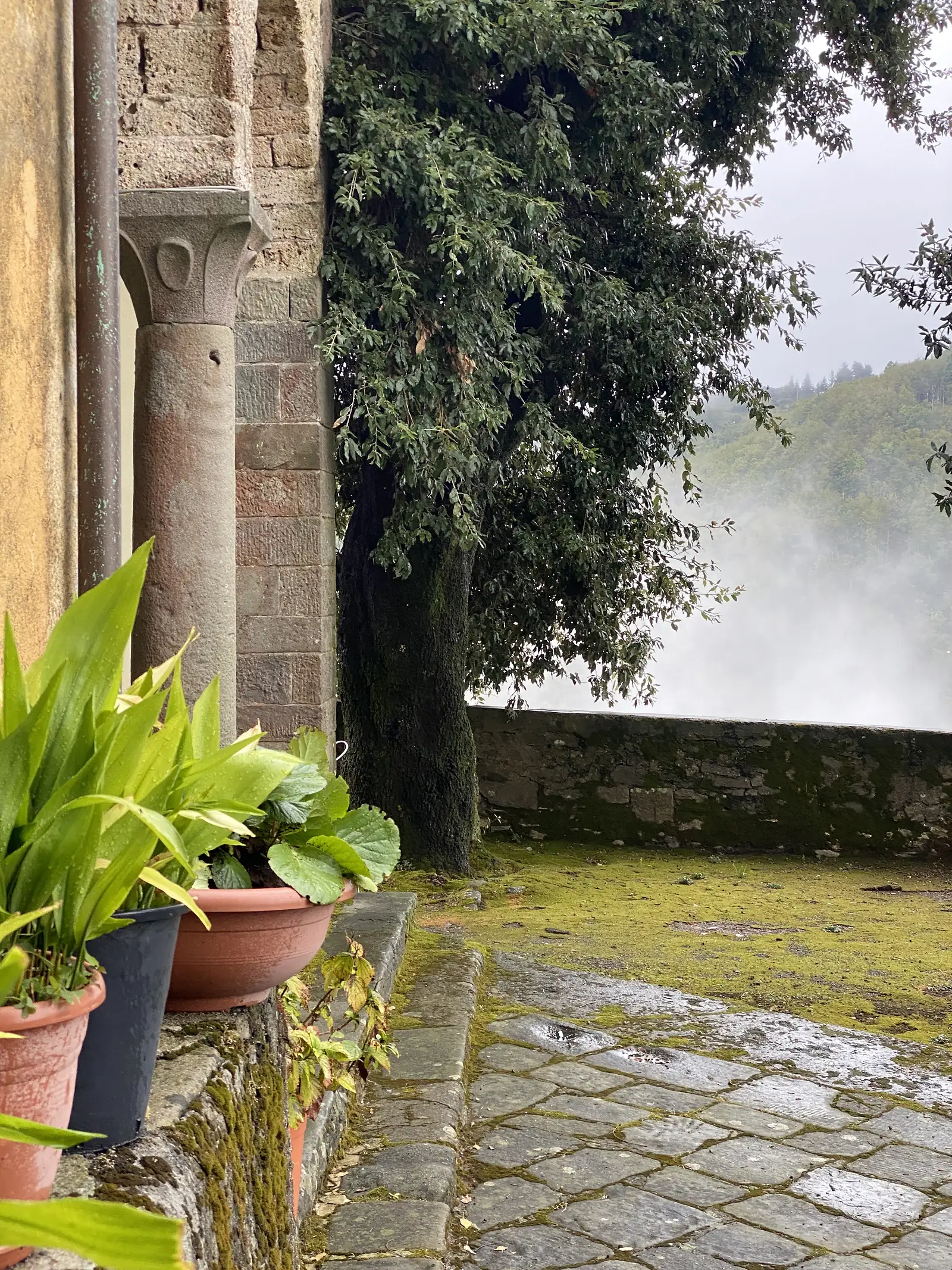 Glossy hedging and a moss-covered stone wall frame a misty wooded valley, with terracotta plant pots on a stone ledge below.
