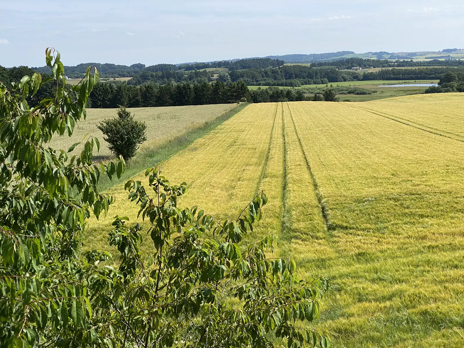 A ripening barley field striped with tramlines falling away to wooded rolling farmland and a distant lake.