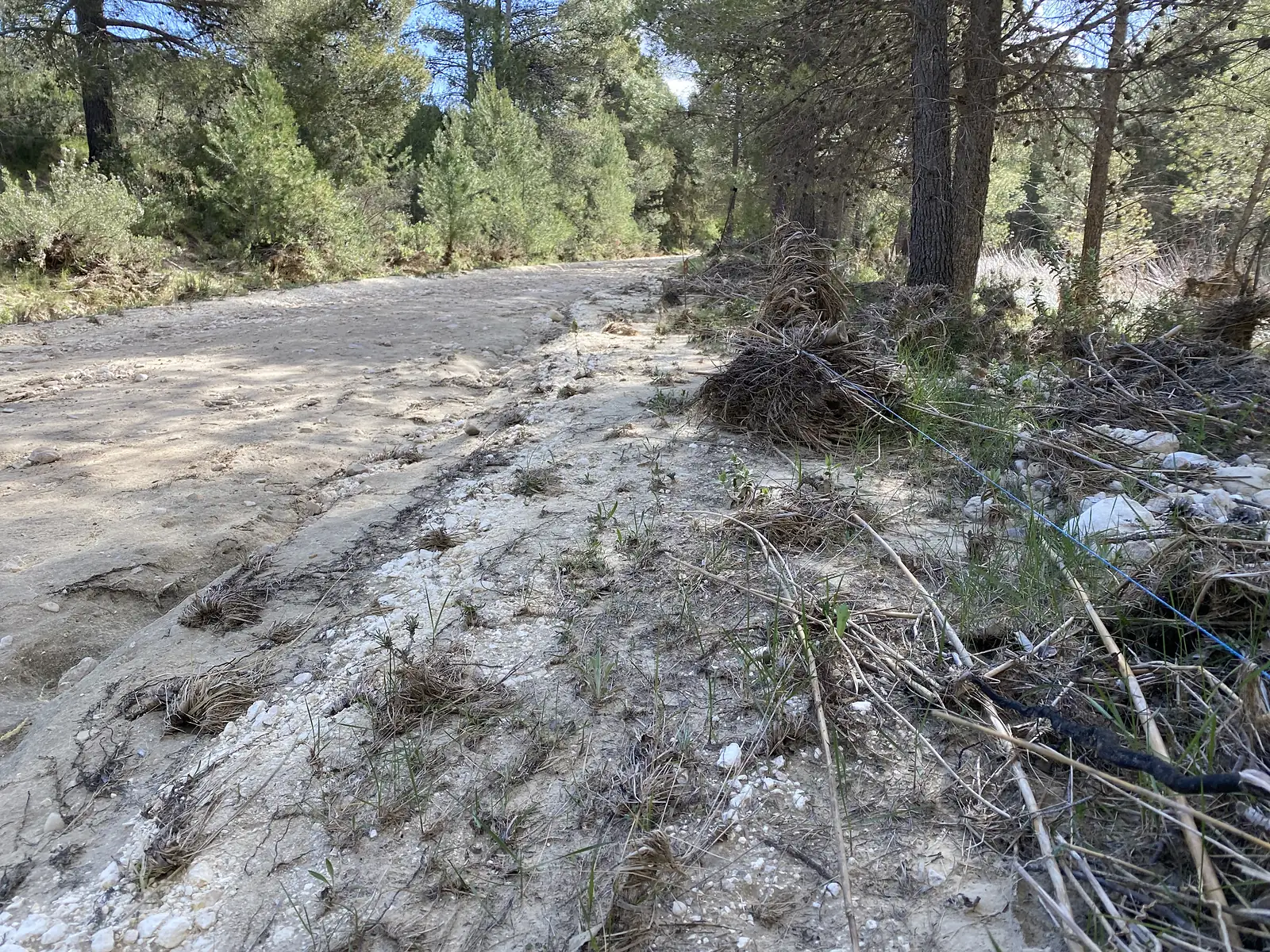 A forest track scoured by floodwater, with combed rafts of pine needles and sticks and a length of blue pipe washed to one side.