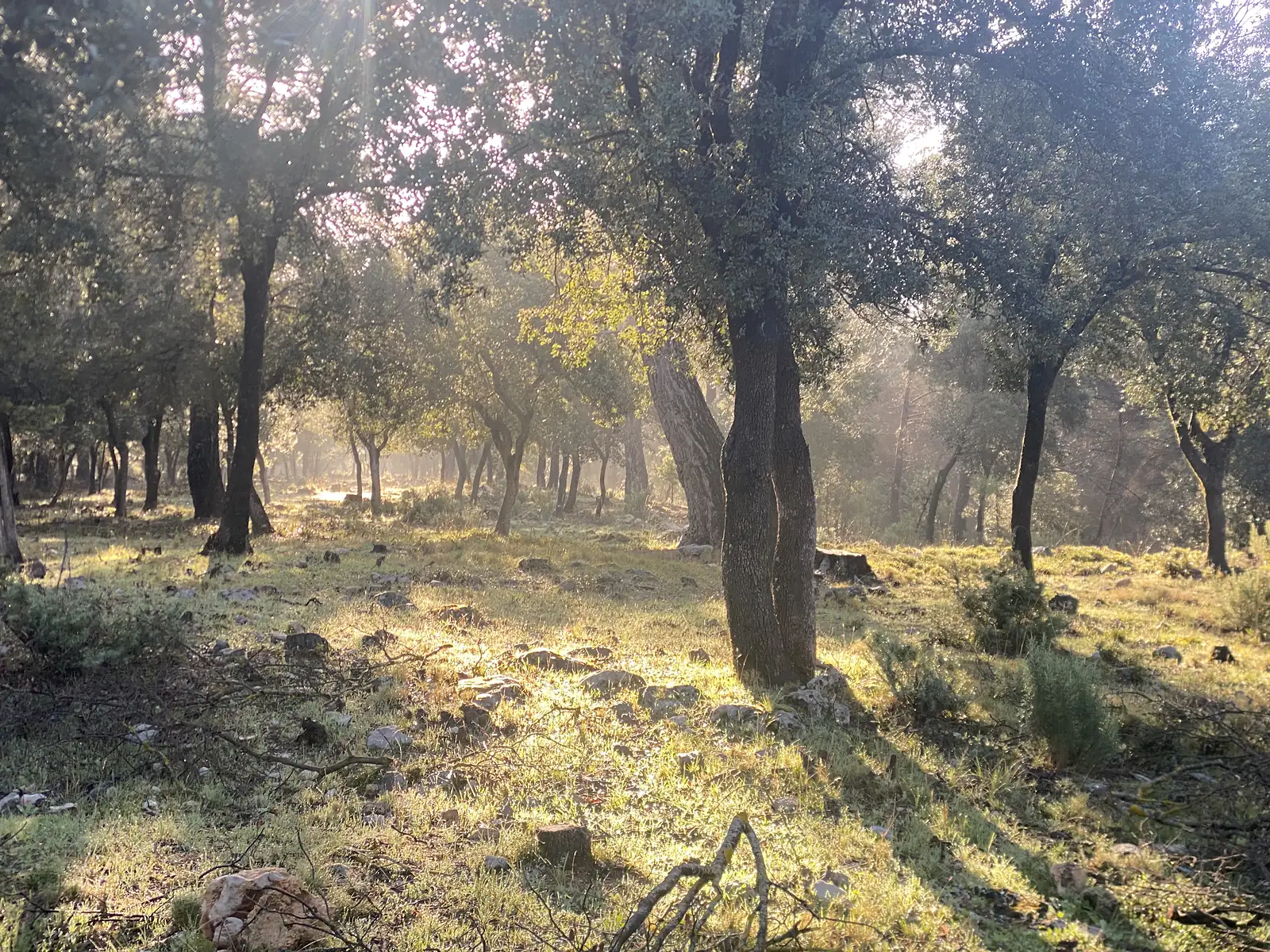 Sunlight streaming through a grove of holm oaks onto a grassy, stone-strewn floor.