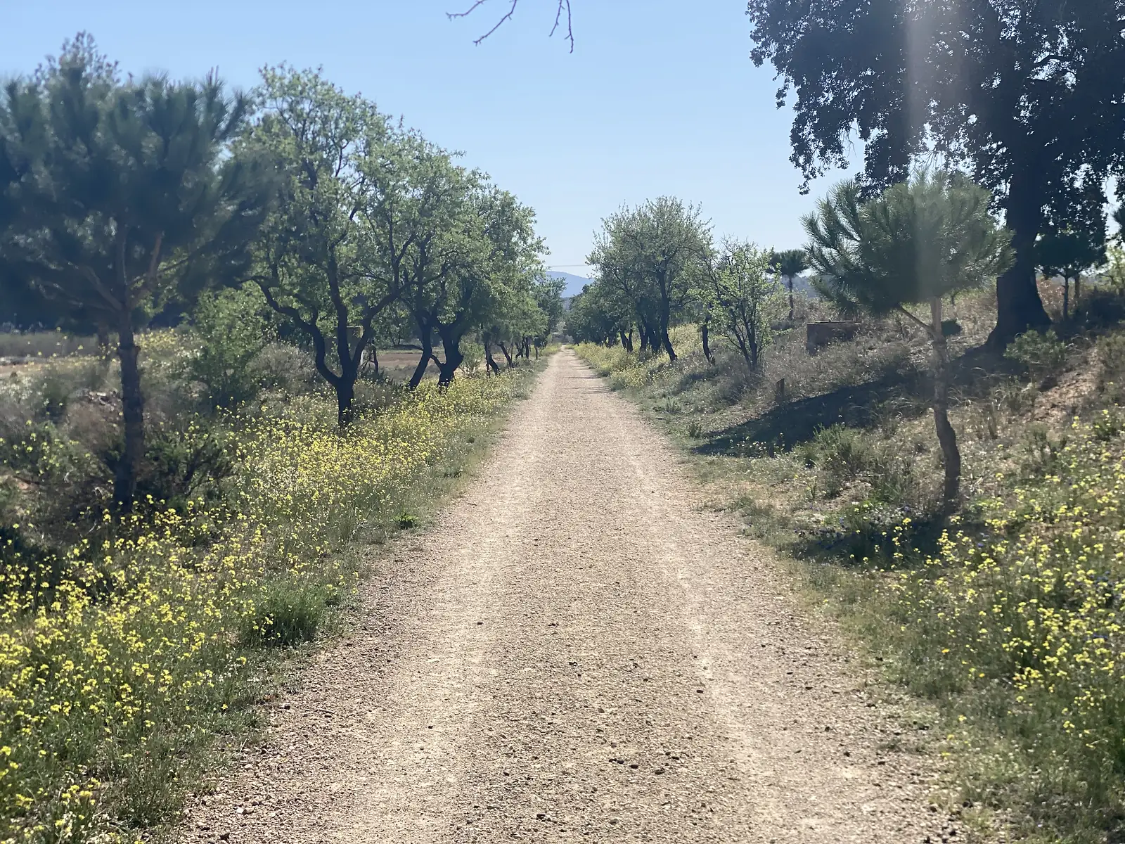 A gravel track running between almond trees and banks of yellow wildflowers under scattered pines.