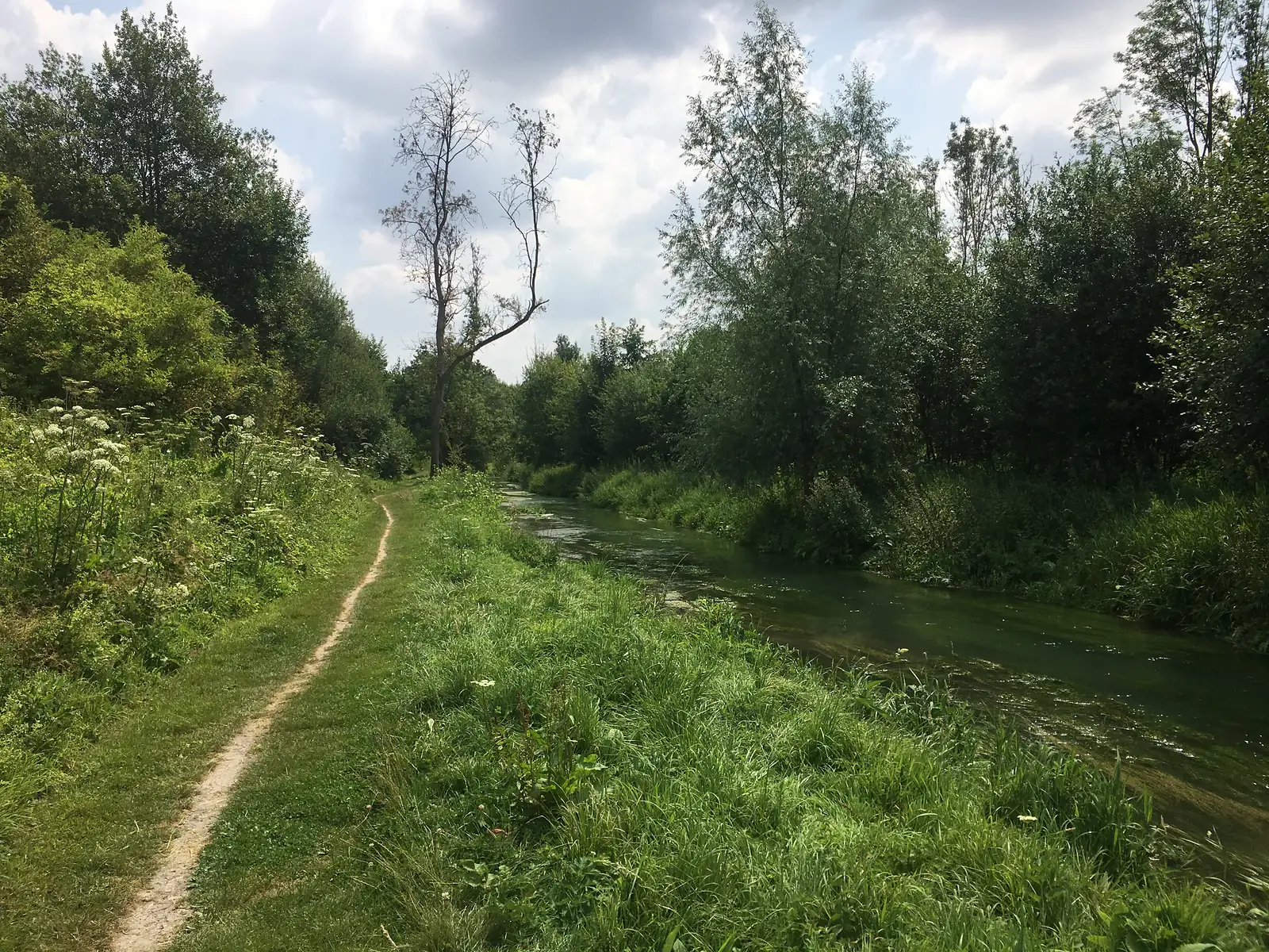 A grassy footpath running alongside a slow, weed-flecked river between overhanging willows and poplars, with a bare dead tree standing out against the trees behind.