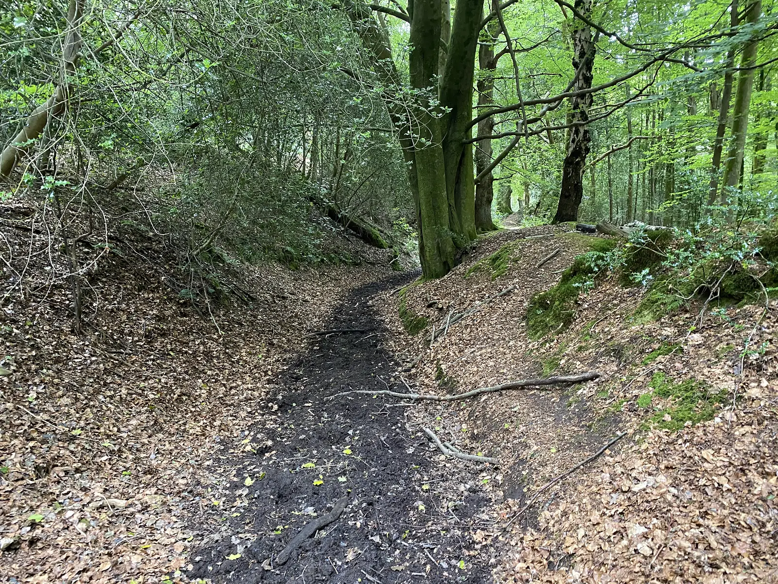 A muddy footpath running as a hollow between leaf-covered banks under beech trees.
