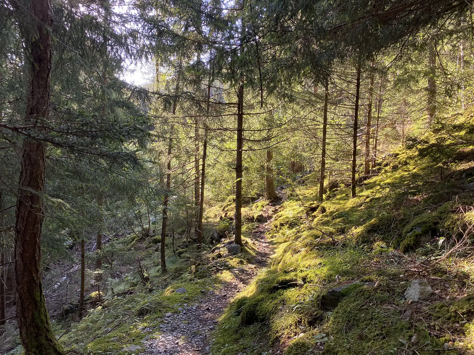 A narrow dirt path winding through a mossy conifer forest, sunlight slanting between the tree trunks.