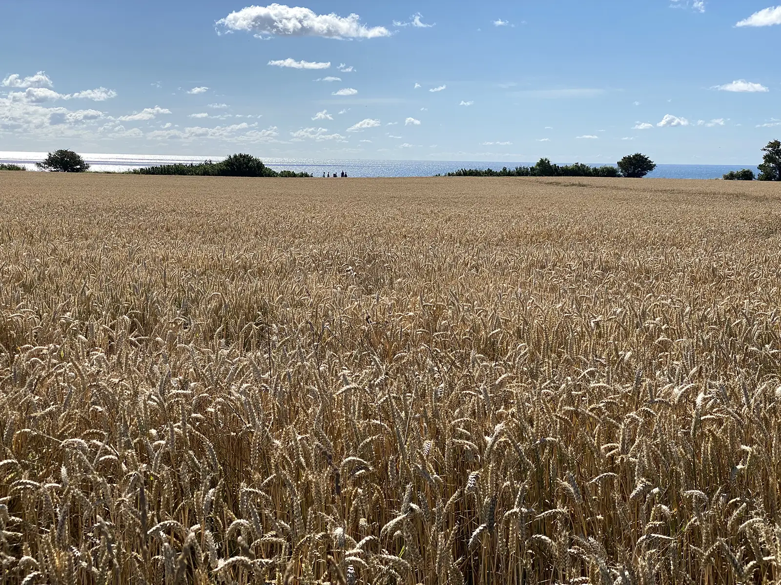 A ripe wheat field running to the sea horizon, with tiny figures on the cliff edge in the distance.