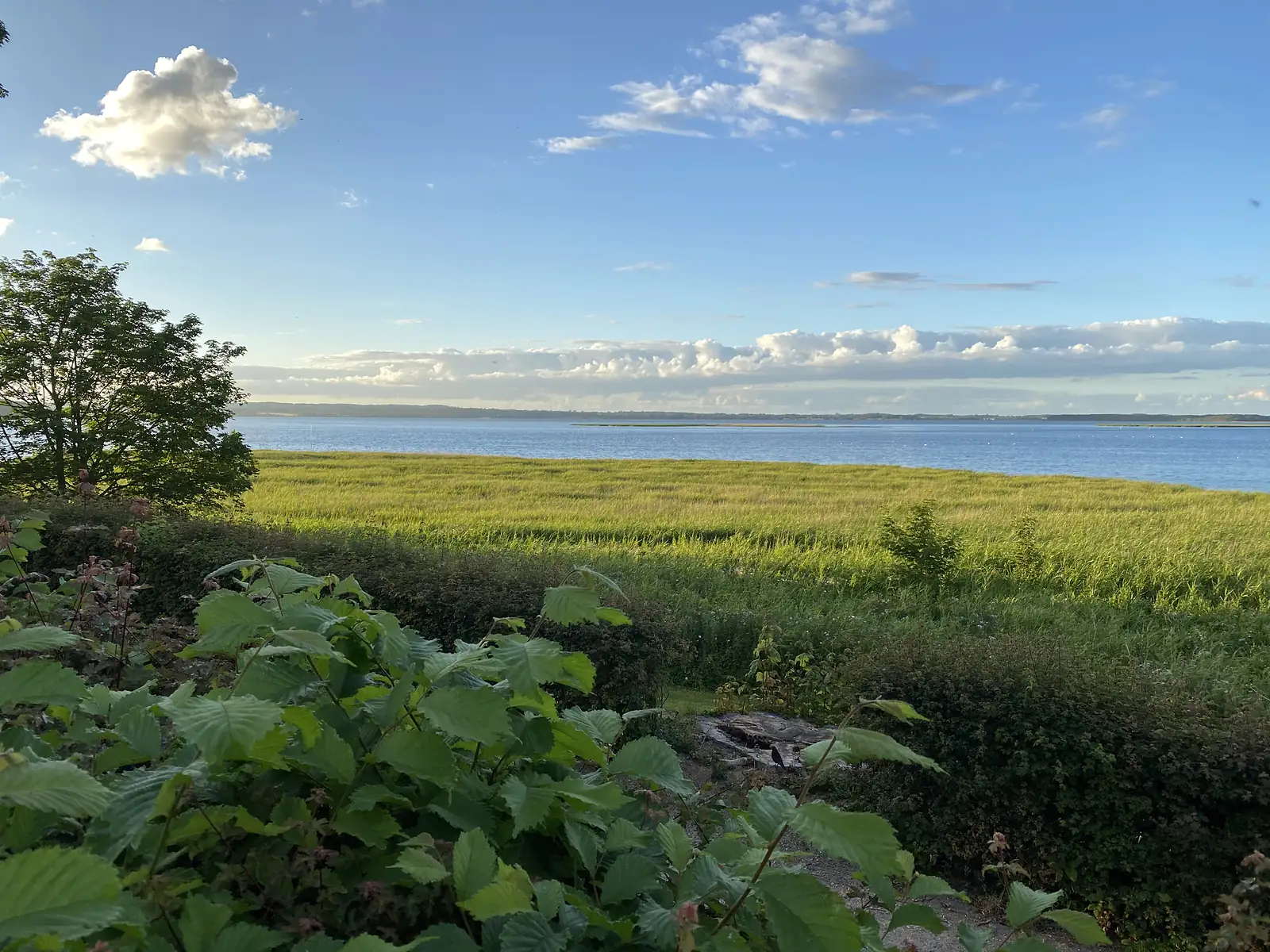 A green barley field running down to a wide blue fjord in evening sun, with a low wooded far shore.