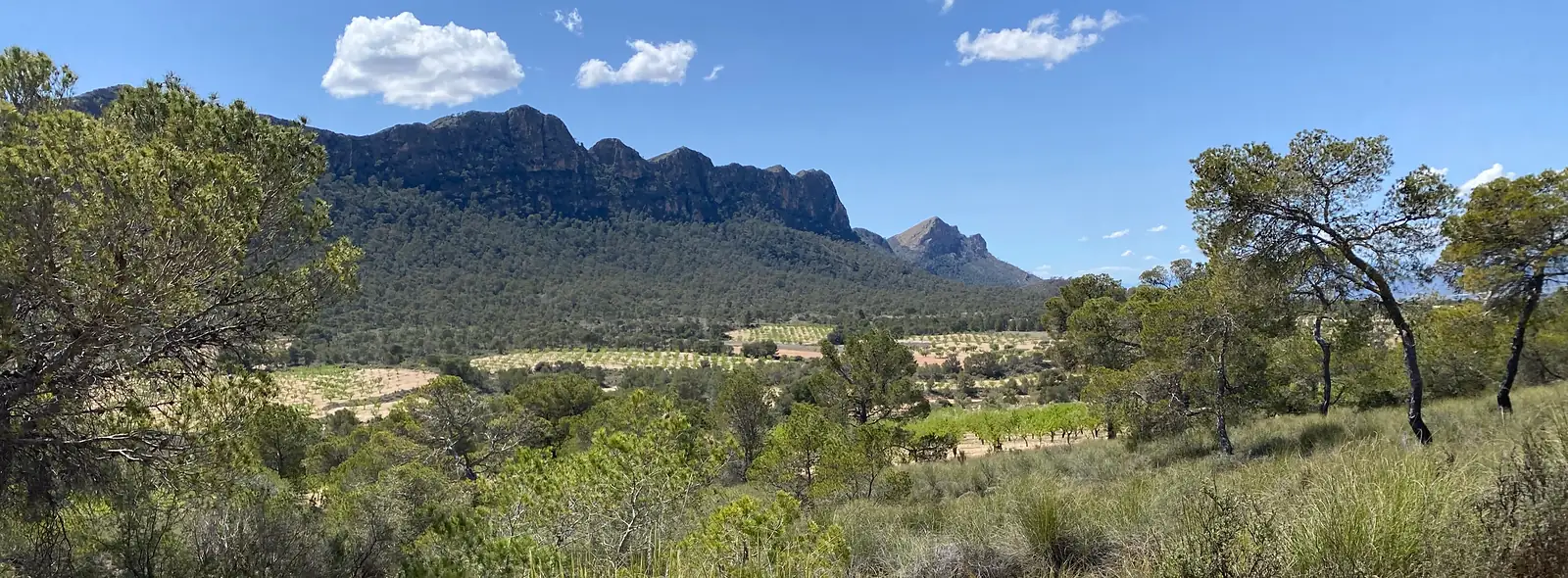 A wide view of a crag-topped mountain rising above pine woods and terraced almond groves.