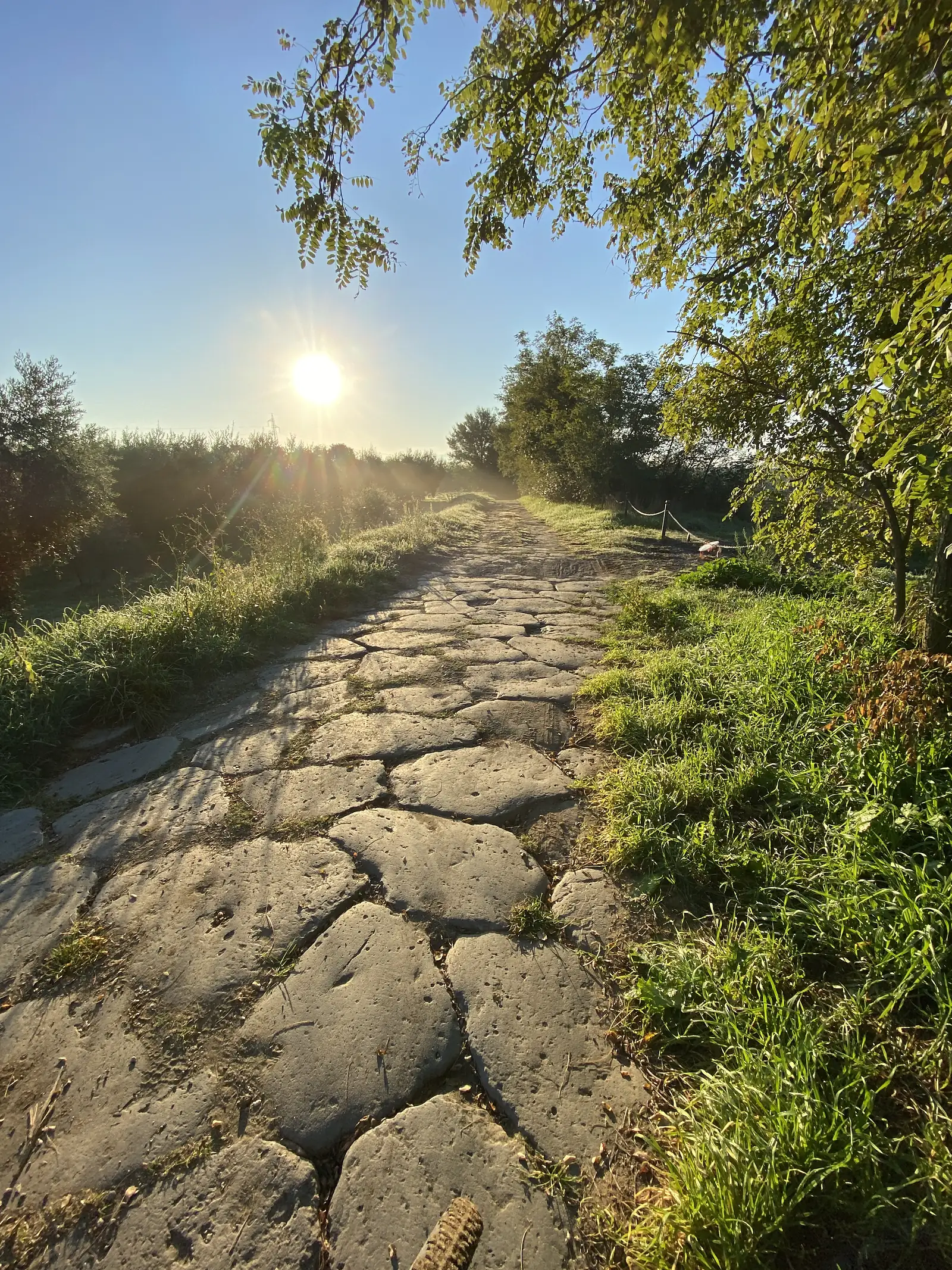 A cracked stone-flagged trail bordered by long grass, morning sun low over trees at the end of the path.