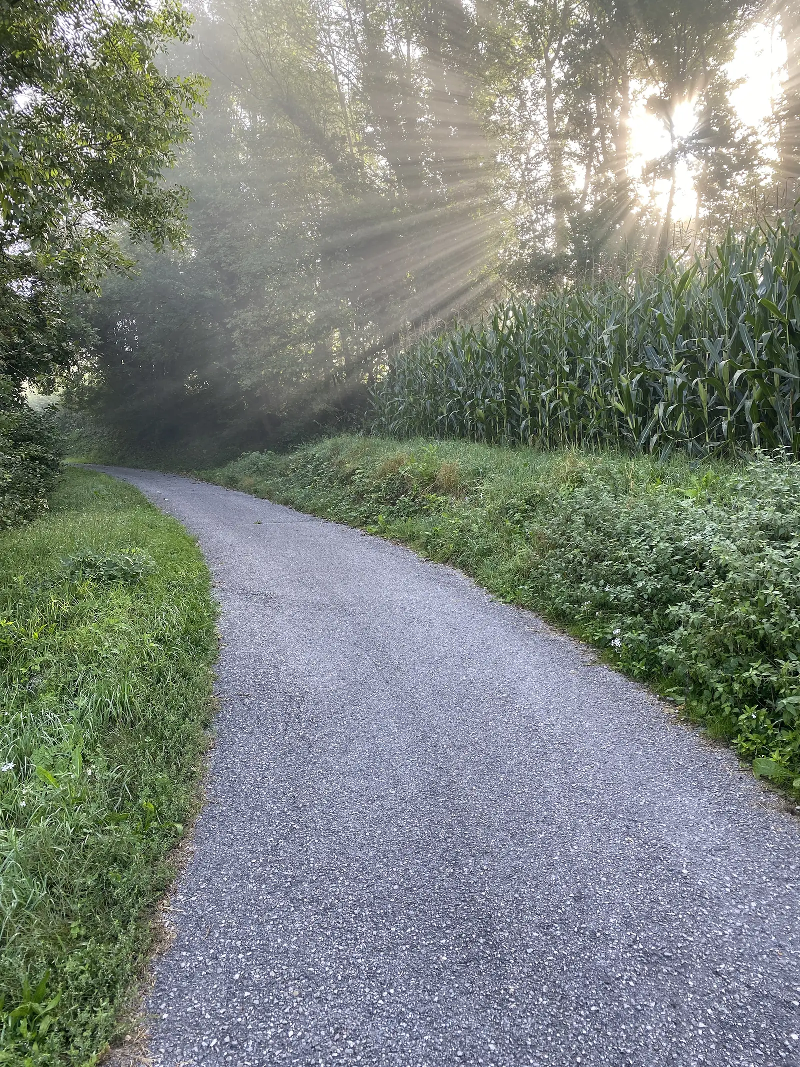 Sunlight breaks through roadside trees in visible rays across a narrow lane running beside a field of maize.