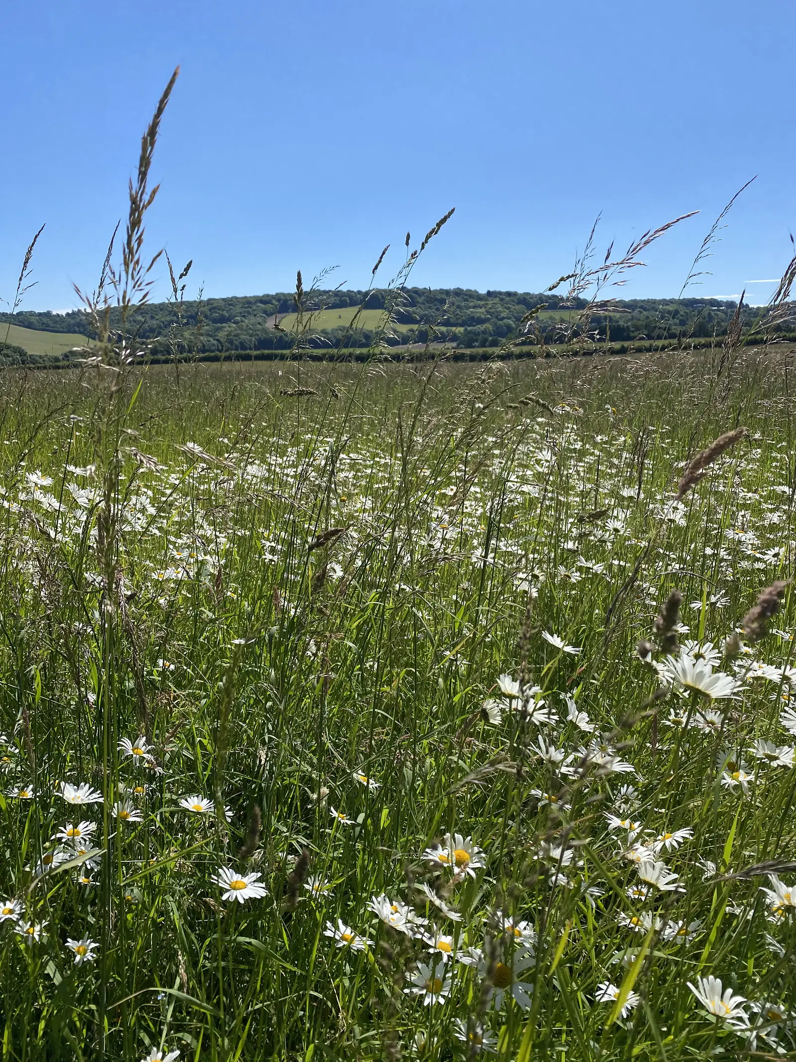 A hay meadow thick with oxeye daisies and seeding grasses, with a wooded ridge on the skyline.
