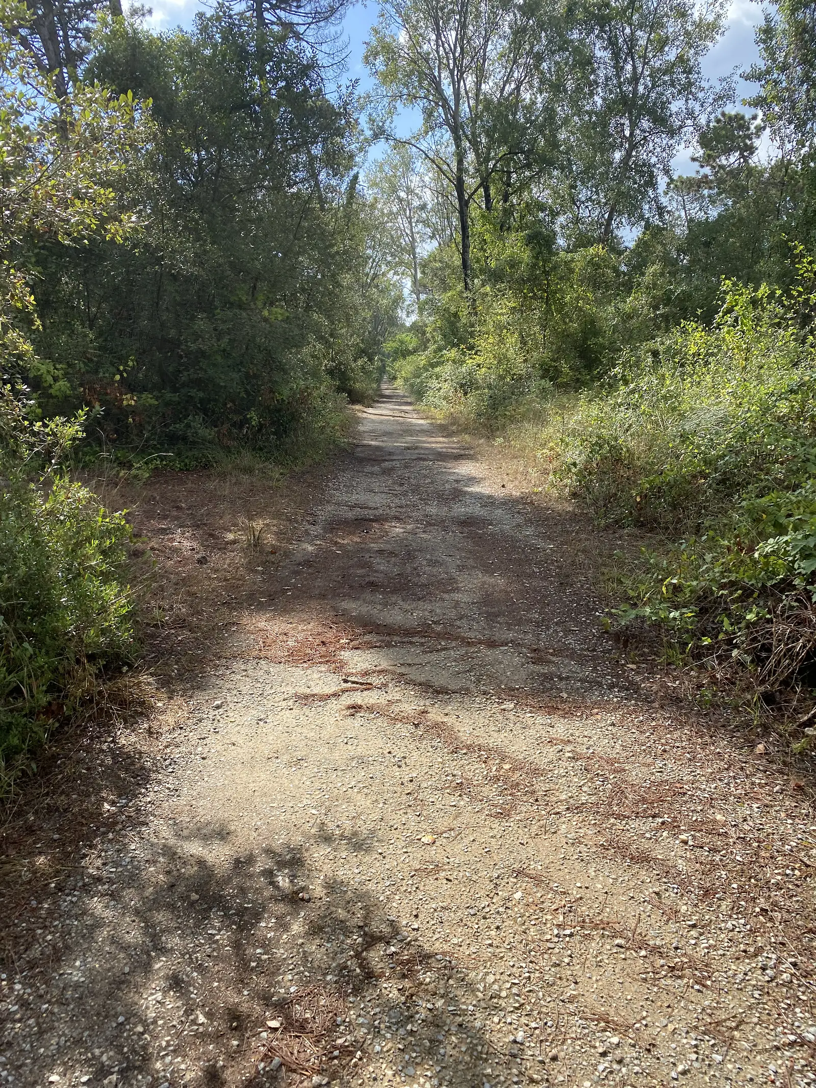 A pale gravel track flanked by tall trees, sunlight breaking through the canopy onto the path.