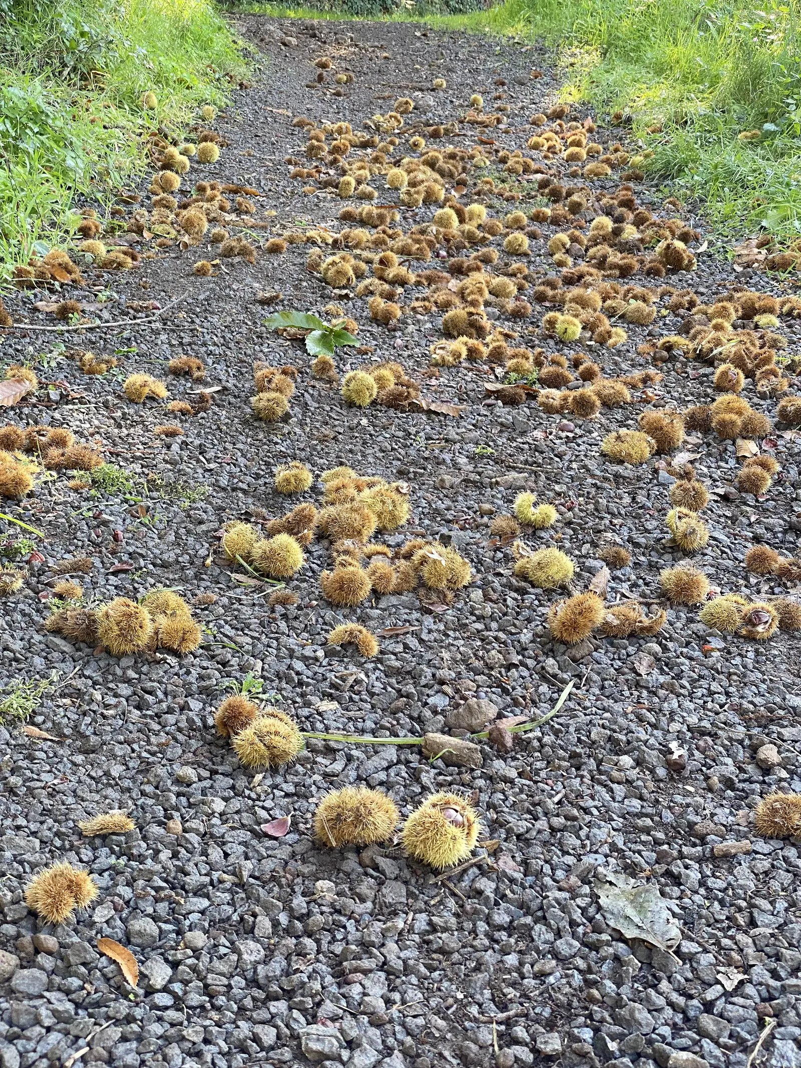 Fallen spiky sweet chestnut husks are scattered thickly across a gravel track.