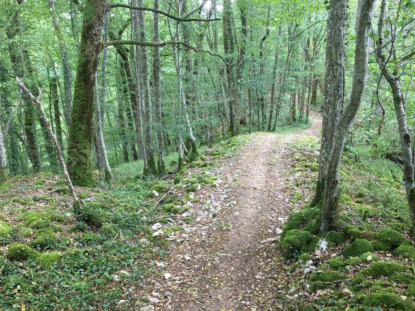 A leaf-strewn woodland path curving between moss-covered tree trunks and stone-edged banks in the forest near Orges.