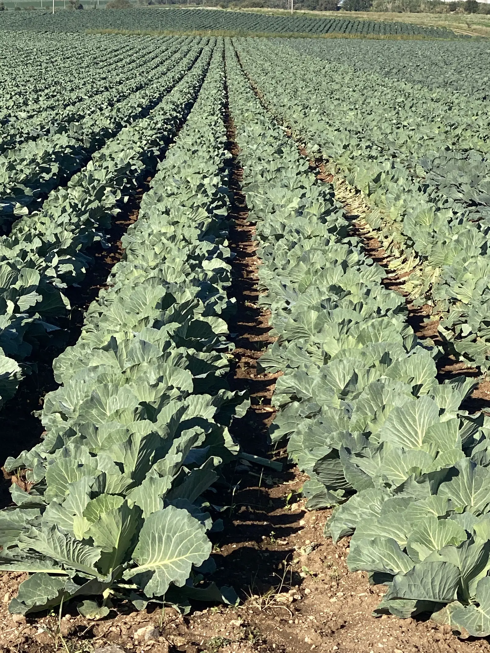 Rows of large cabbages growing in a cultivated field, seen from close above, with bare earth furrows to the side.