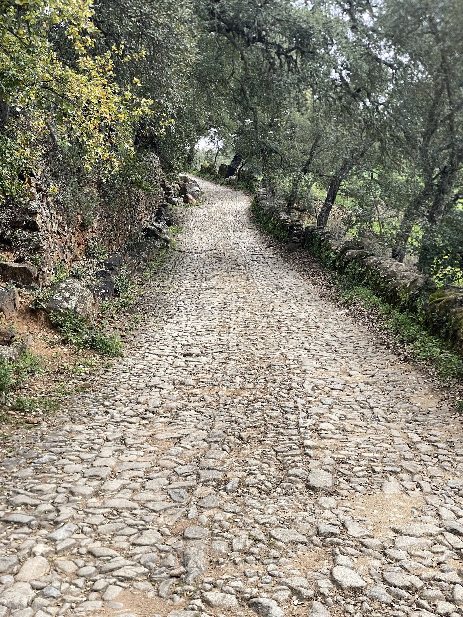 An old cobbled lane climbing between mossy dry-stone walls under a canopy of oaks.
