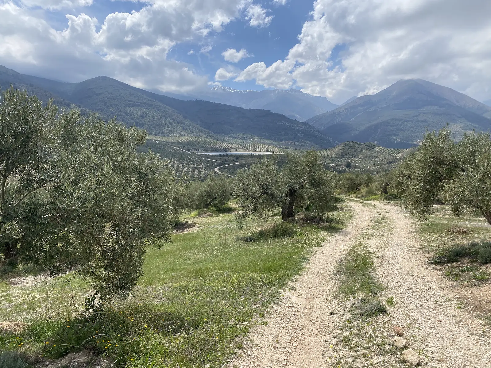 A stony track running through olive groves towards green mountains with a snow-streaked ridge behind.