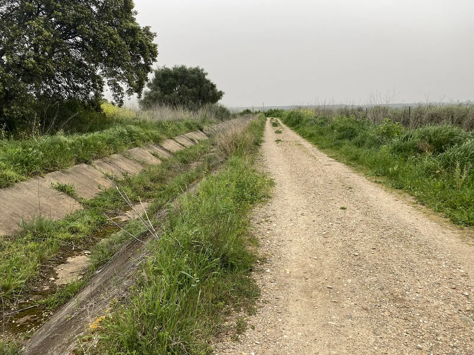 A gravel farm track running alongside a concrete irrigation channel between hedgerows and holm oaks under a hazy sky.