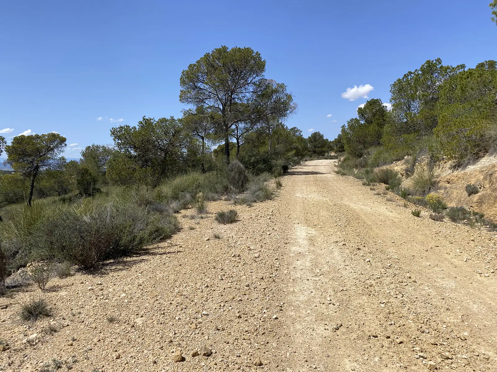 A stony track climbing a hillside between umbrella pines and low scrub under a clear blue sky.