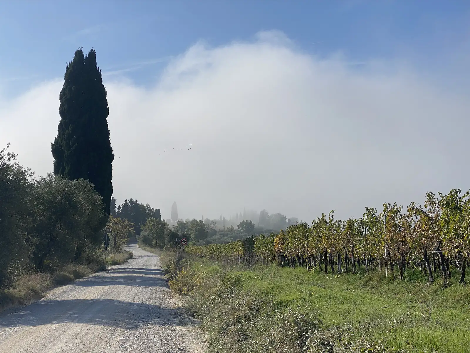 A gravel lane past a tall cypress tree and a '40' speed-limit sign, running alongside a vineyard towards a wall of cloud rolling in over the hills.